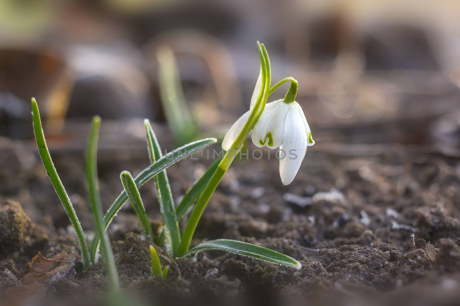 snow drop flower in my season garden