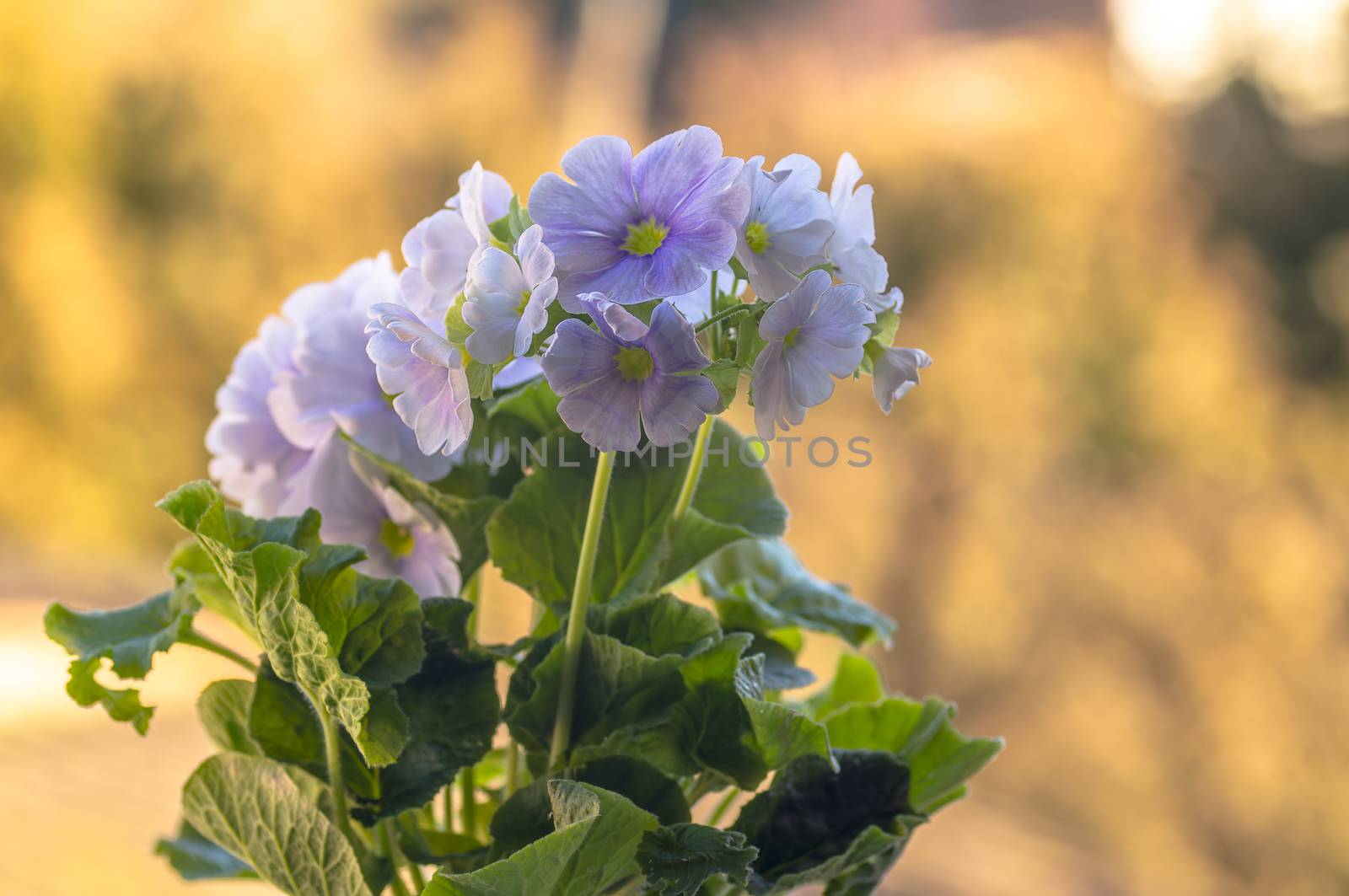 fresh spring flower easter blossom in my season garden