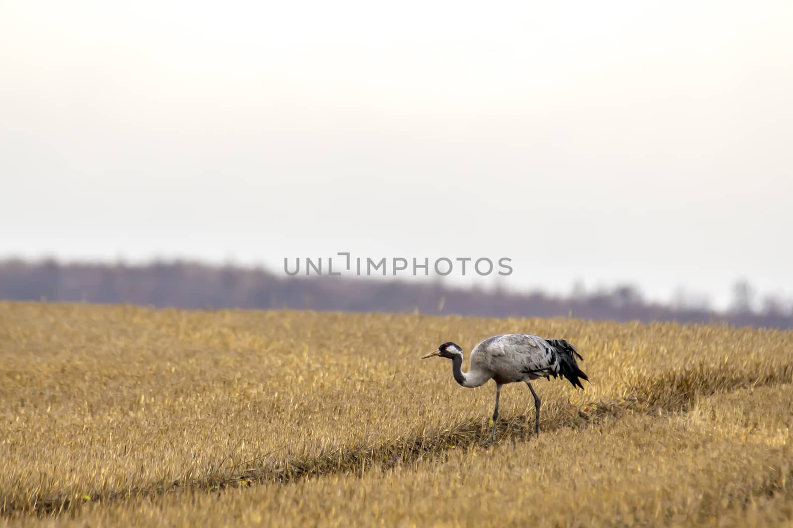 eurasian cranes land on a harvested korn field