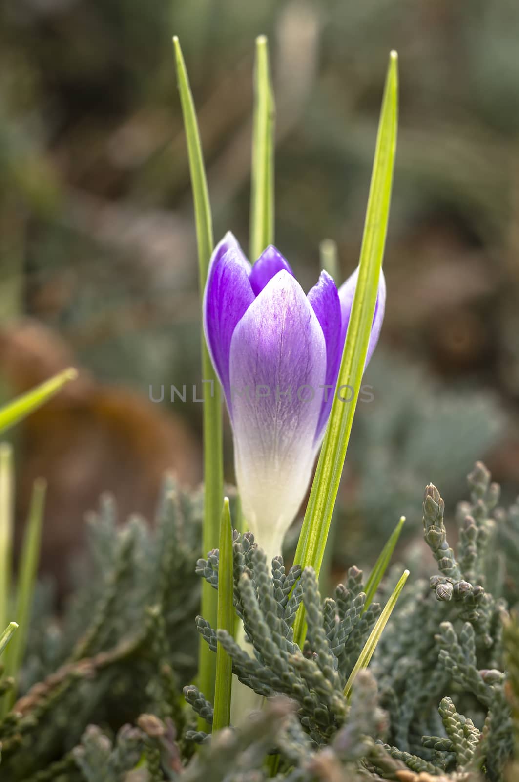 yellow blue crocus in spring season garden