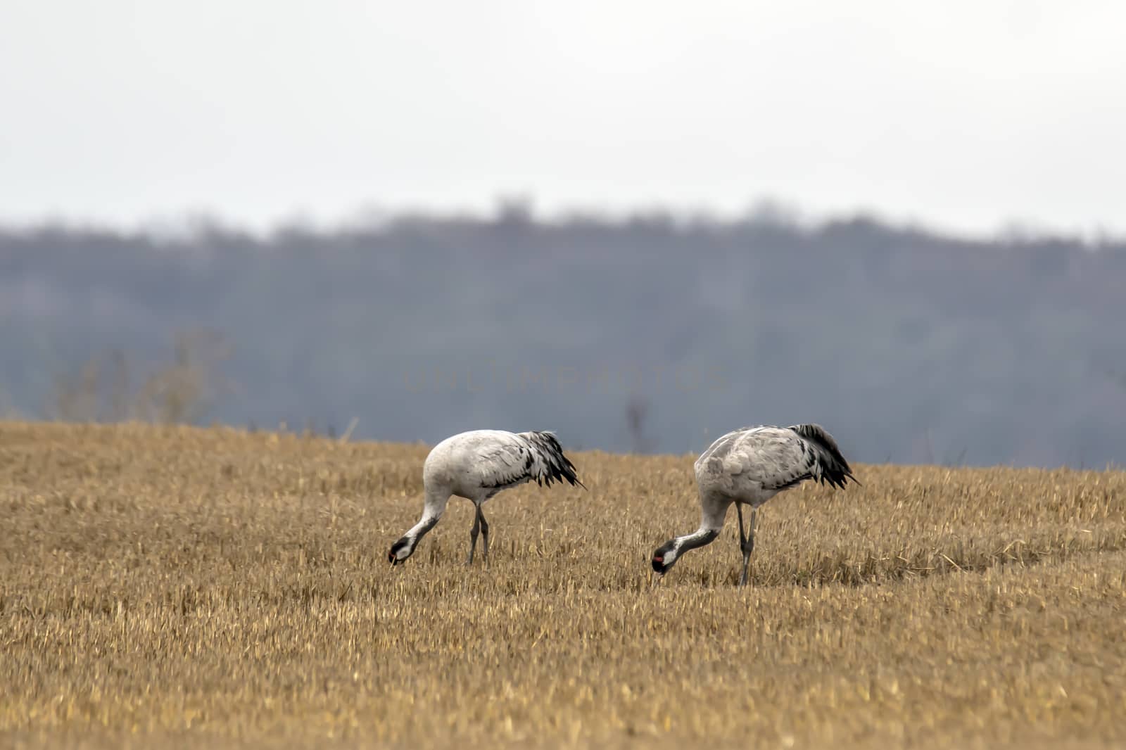 eurasian cranes land on a harvested korn field