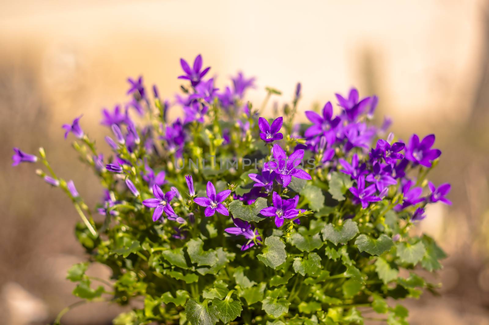 purple violet easter flower spring blossom in my garden