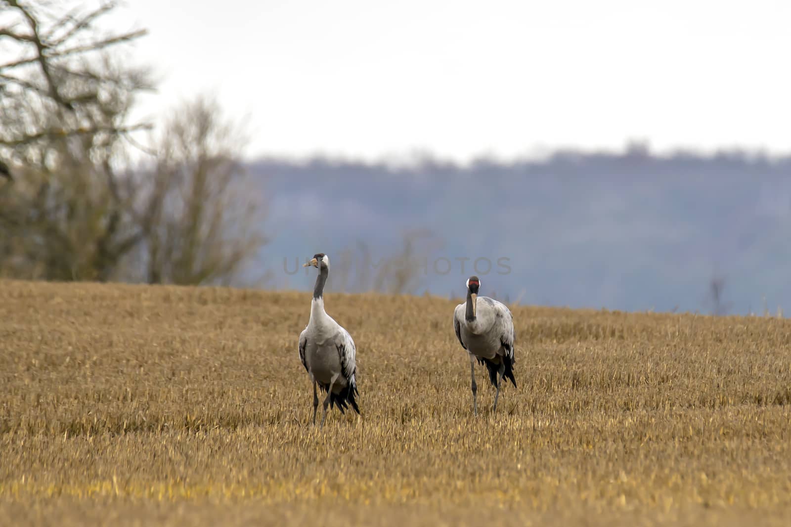 eurasian cranes land on a harvested korn field
