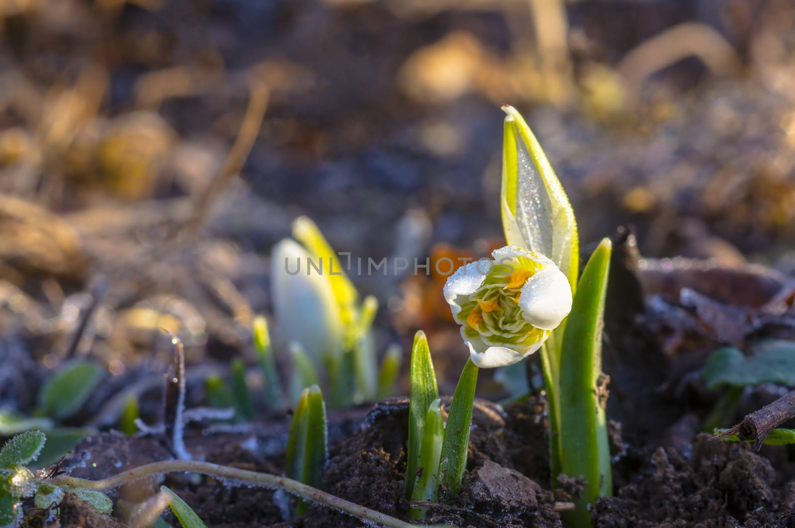 snow drop flower in my season garden
