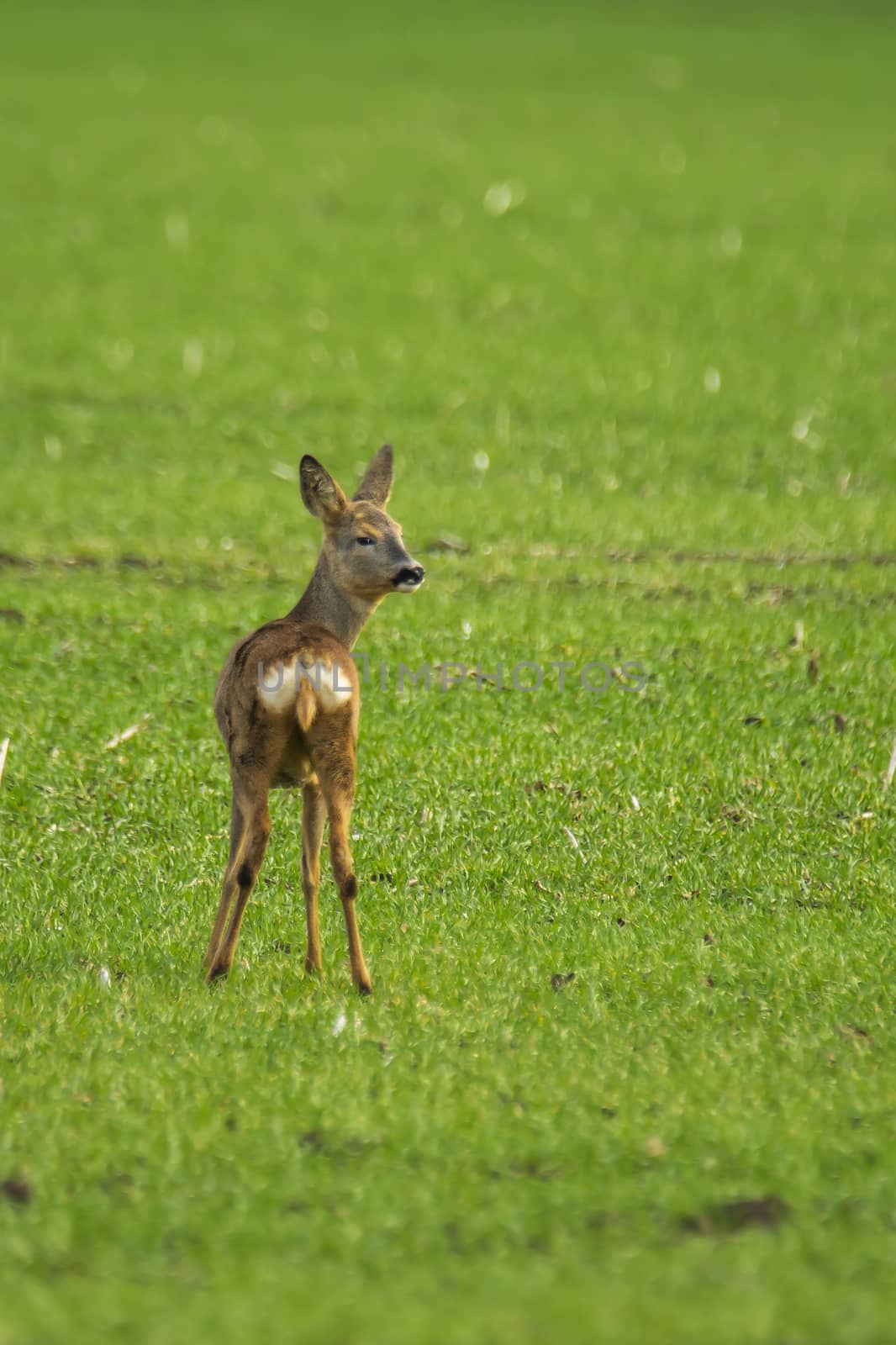 roe deer at corn field in the wild nature