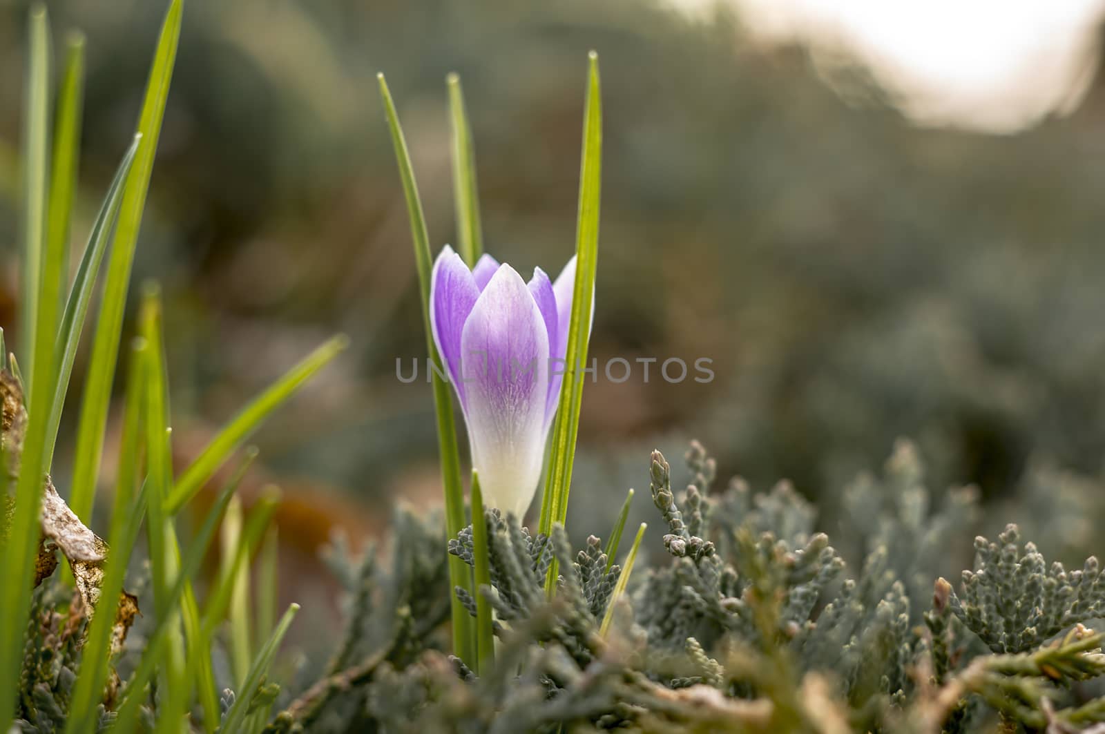 yellow blue crocus in spring season garden