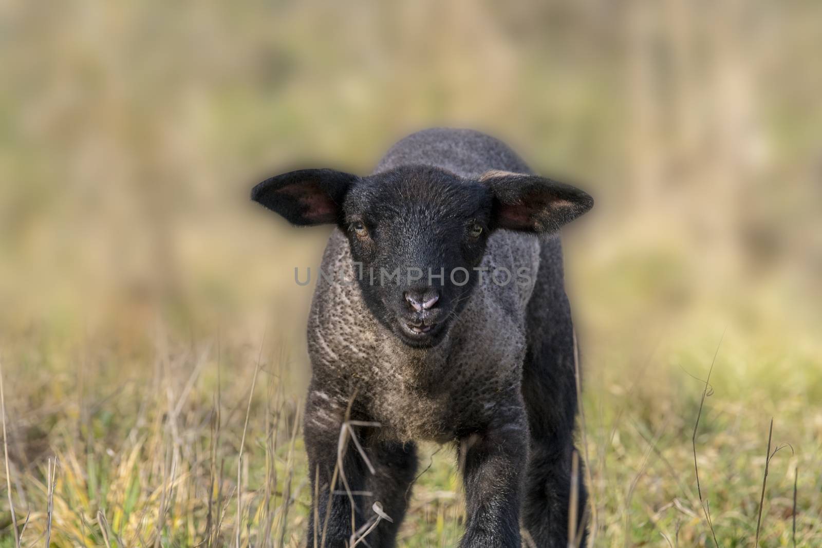 young new born black lamb explores the world