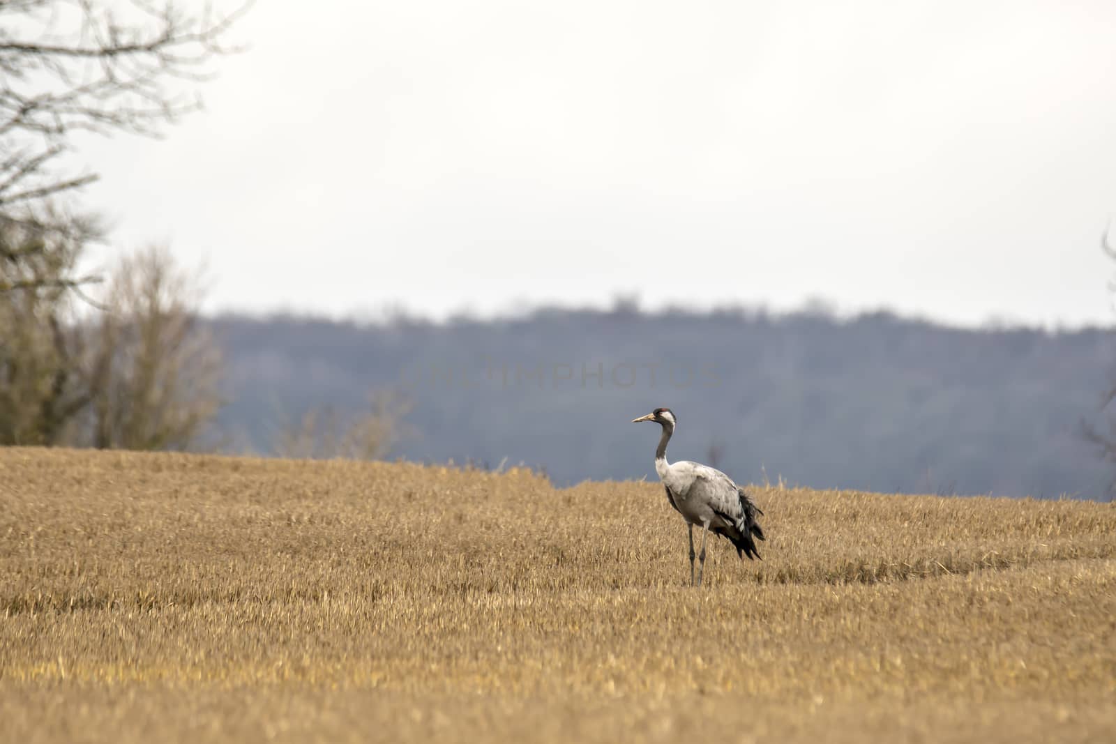 eurasian cranes land on a harvested korn field