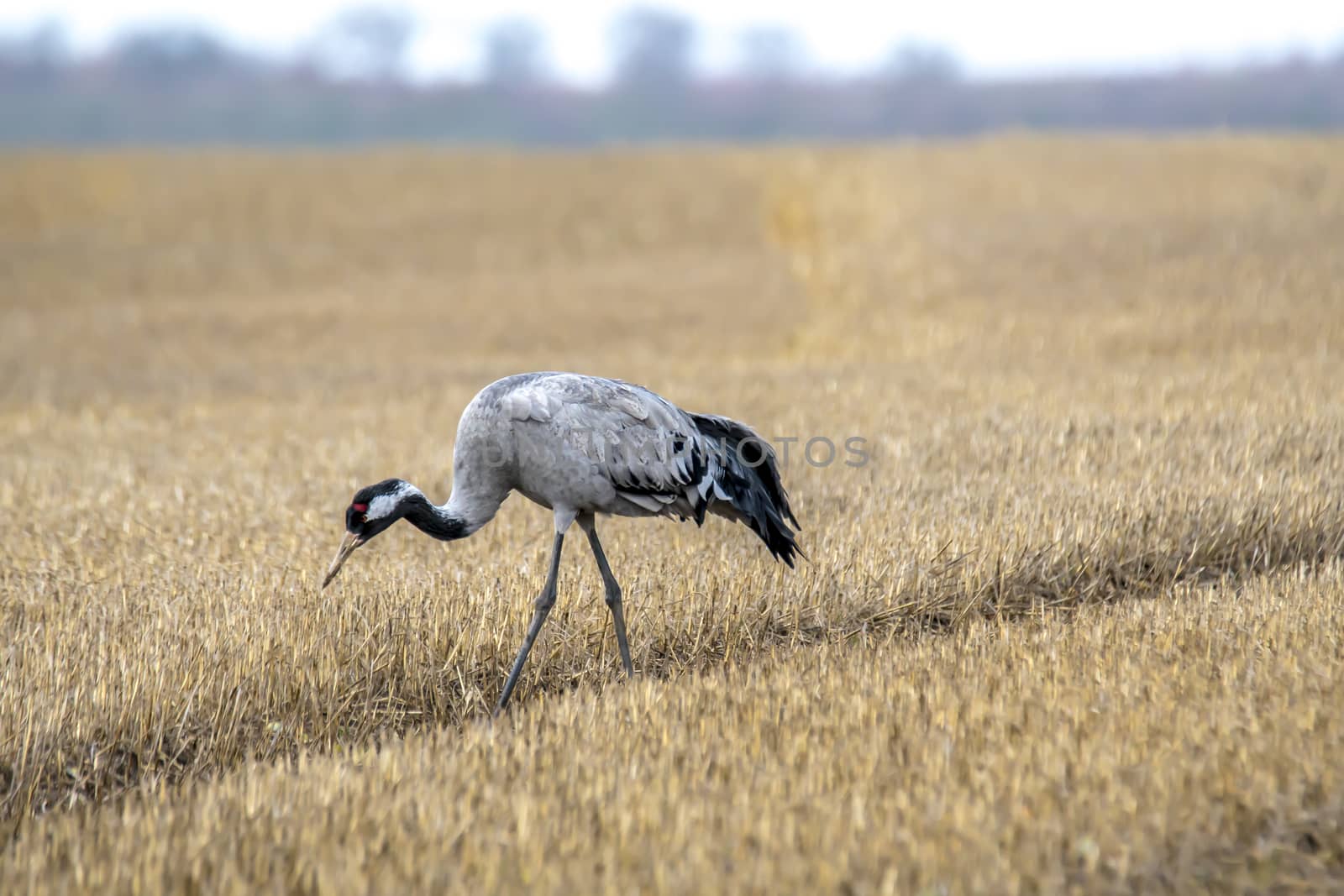 eurasian cranes land on a harvested korn field