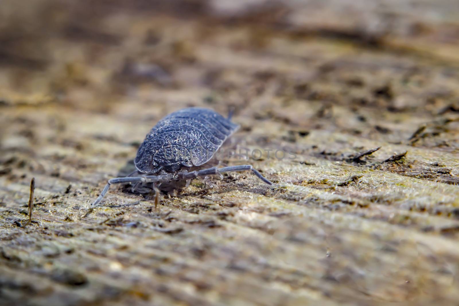 little pill bug in my summer garden