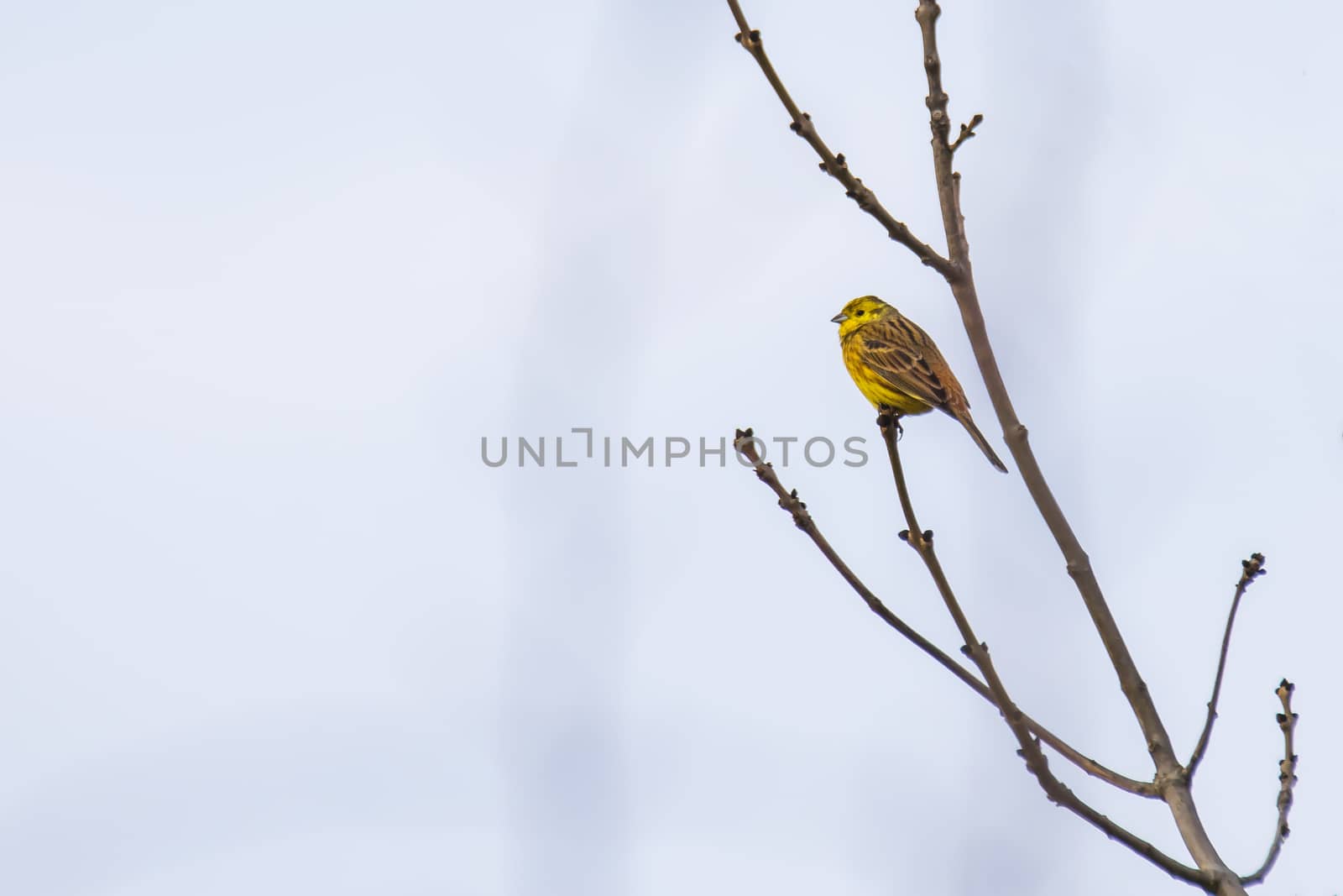 song bird yellow hammer on a tree