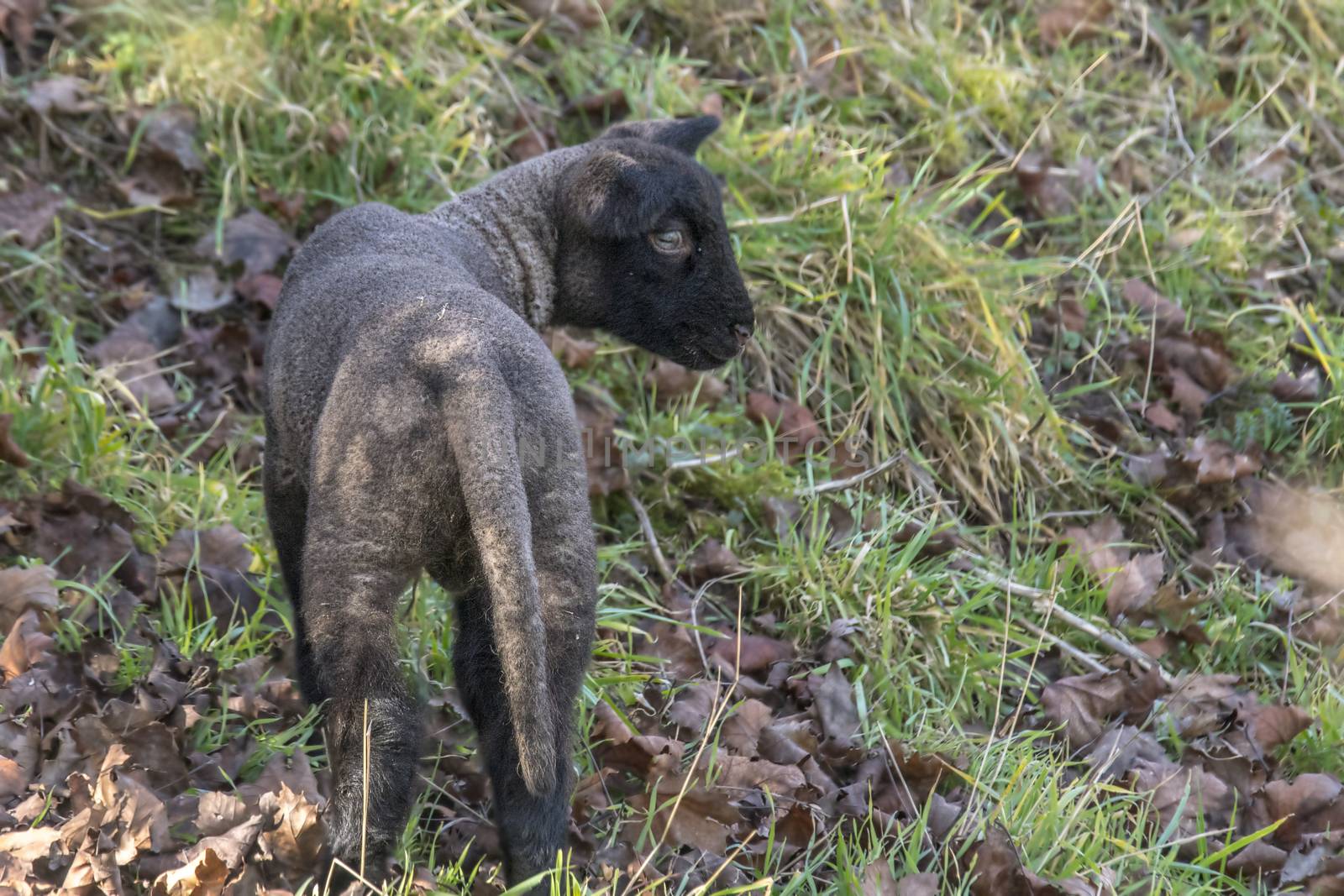 young new born black lamb explores the world