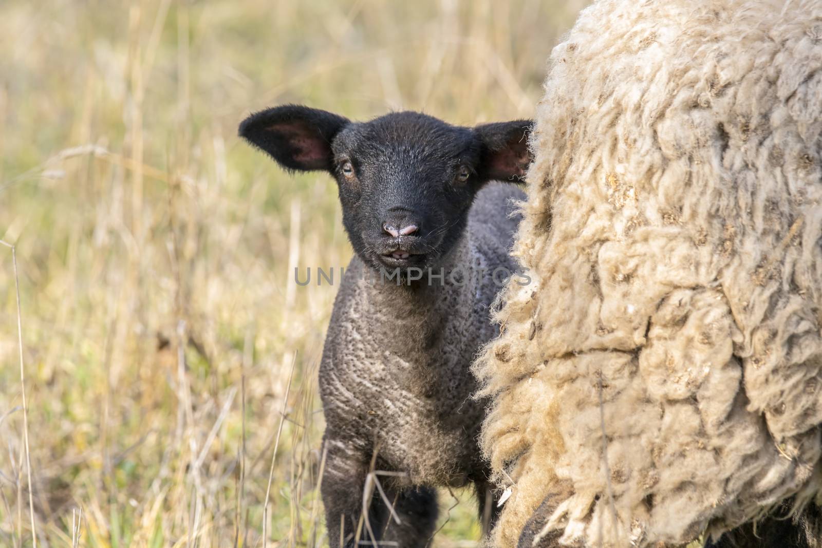 young new born black lamb explores the world