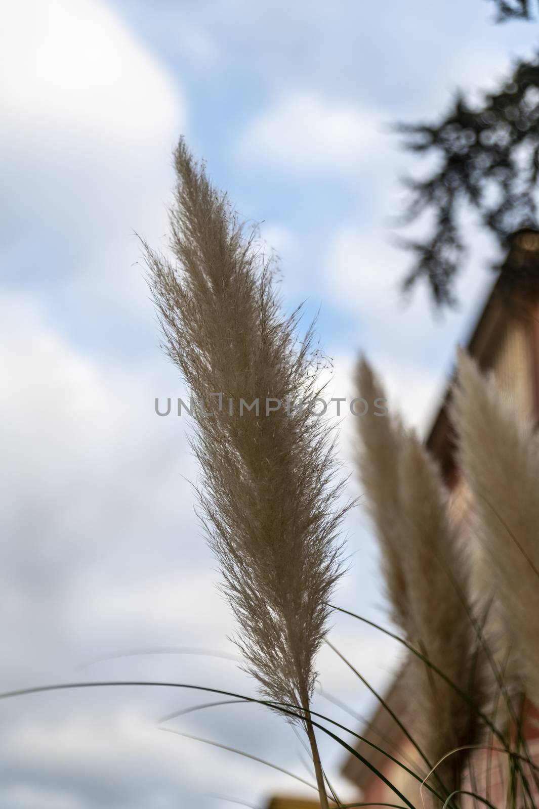 pampas plant with its feathers placed in the city on a flowerbed