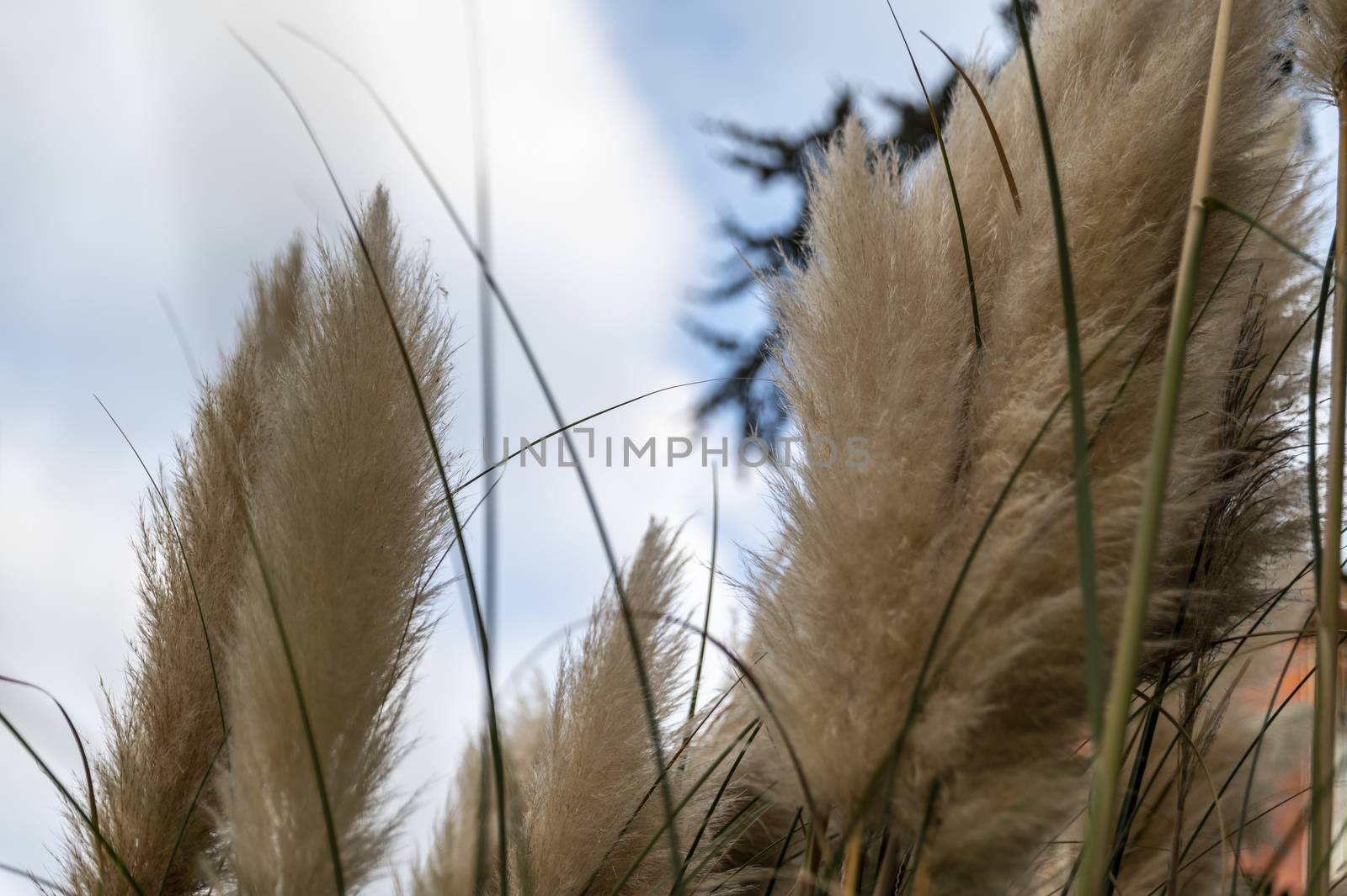 pampas plant with its feathers placed in the city on a flowerbed