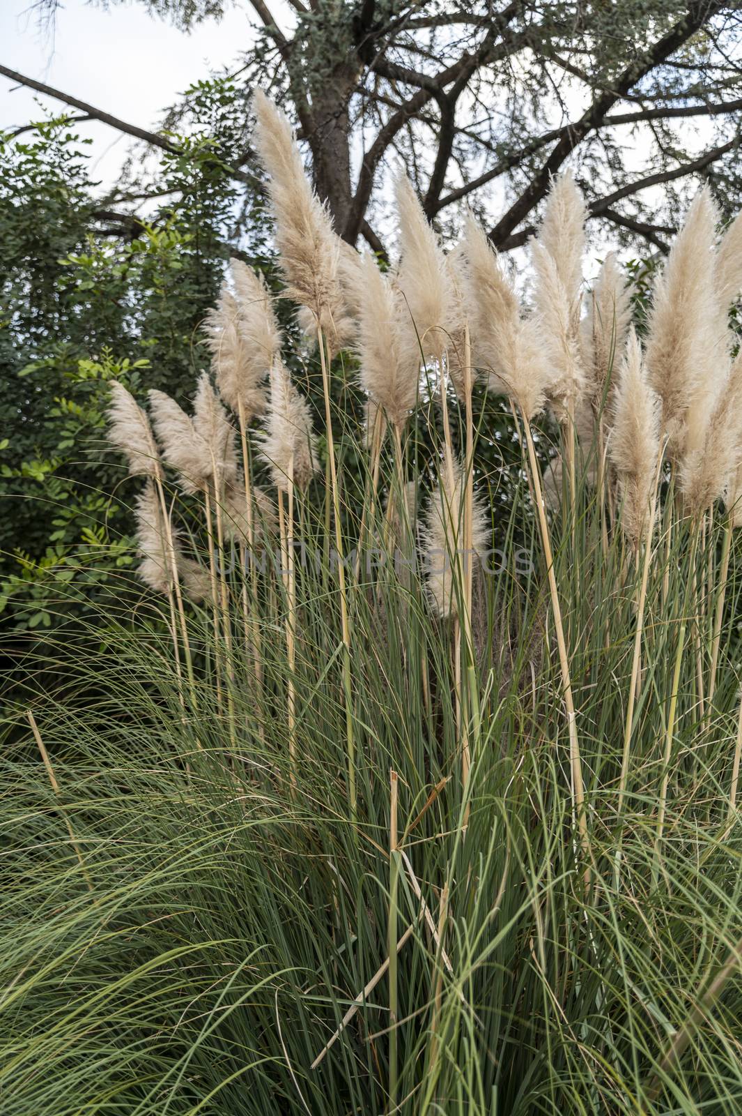 pampas plant with its feathers placed in the city on a flowerbed