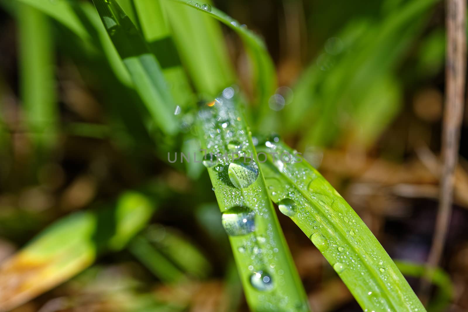 Macro photo of a grass and rain drops, close-up photo of water drops