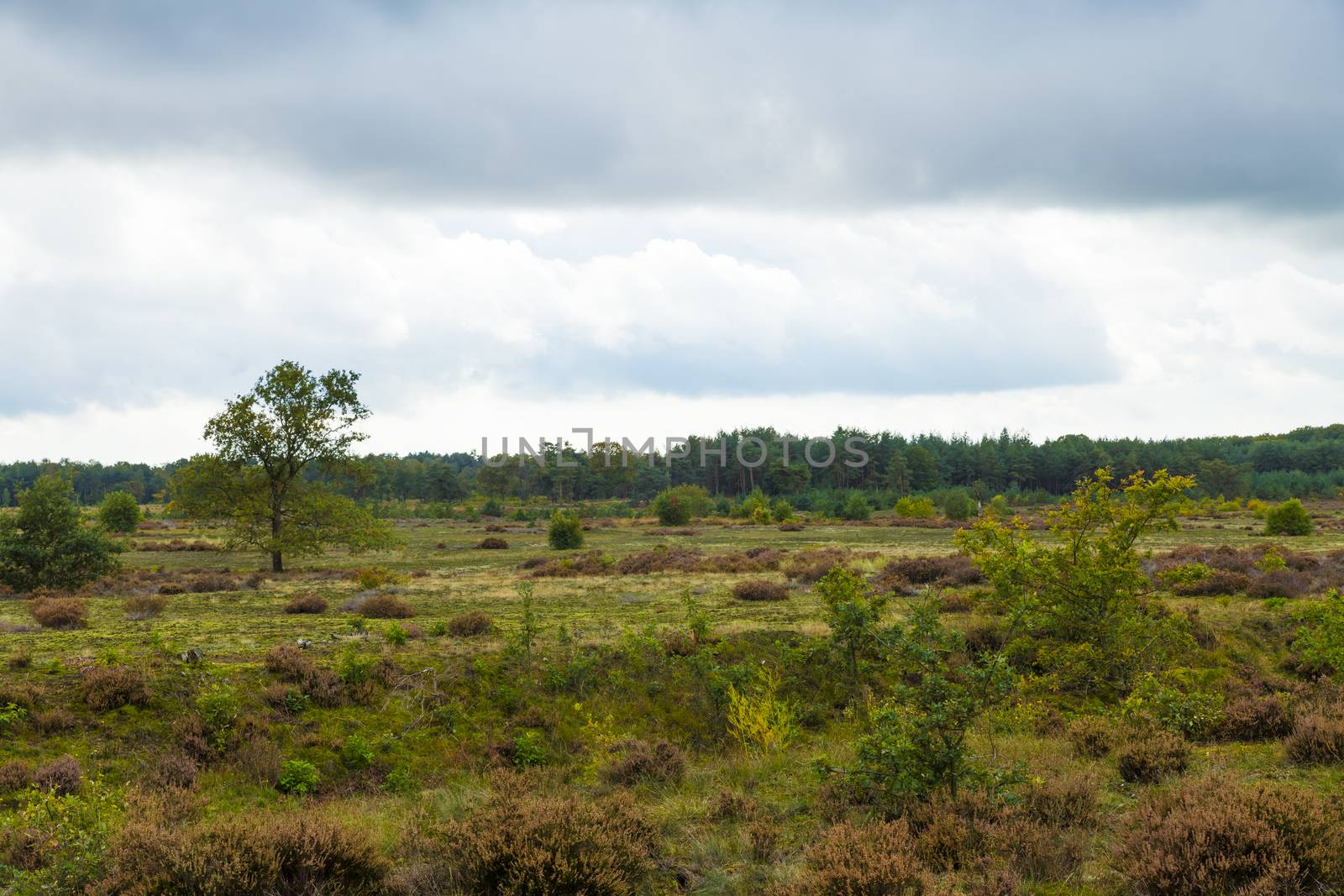 heather fields in the veluwe in the netherlands during autumn with heather and greenery in the foreground