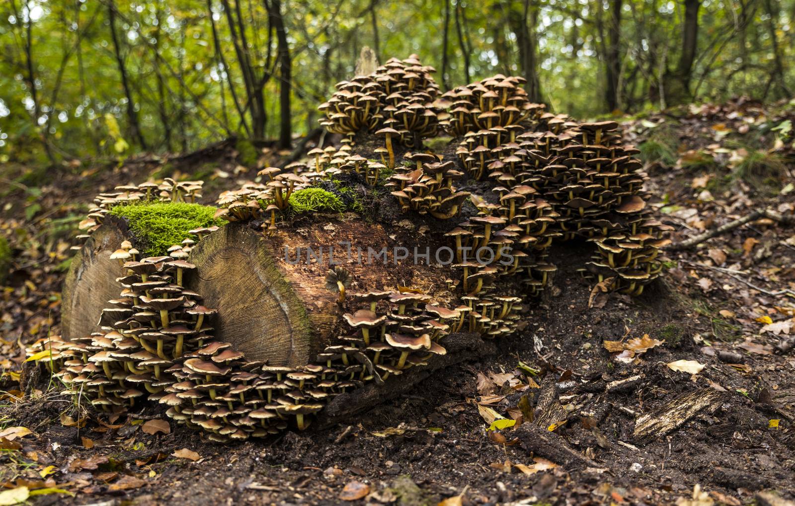 large group of mushrooms on a tree stump in the Veluwe in autumn with green moss in between