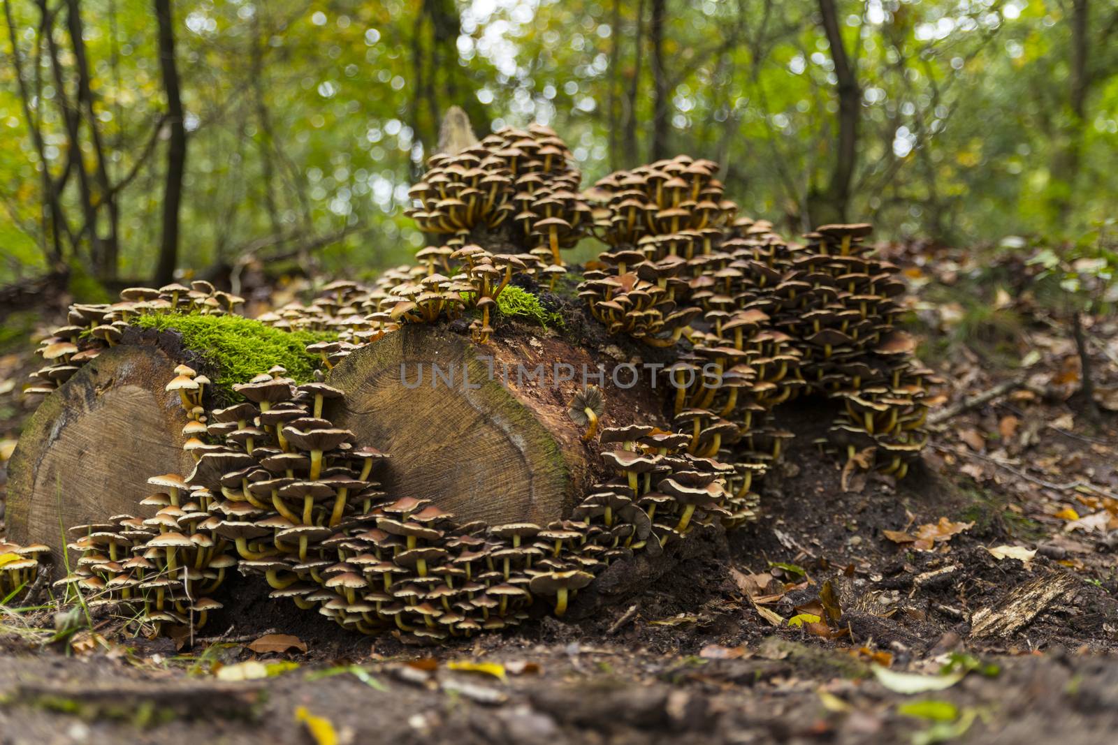 large group of mushrooms on a tree stump in the Veluwe in autumn with green moss in between