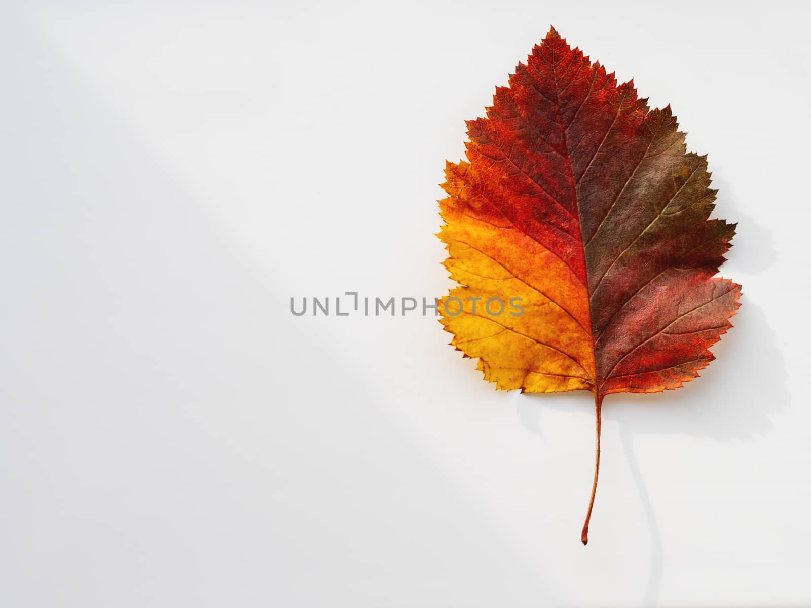 Bright and colorful autumn leaf. Top view on monochrome geometry with light and shadow. Minimalism. Fall season.