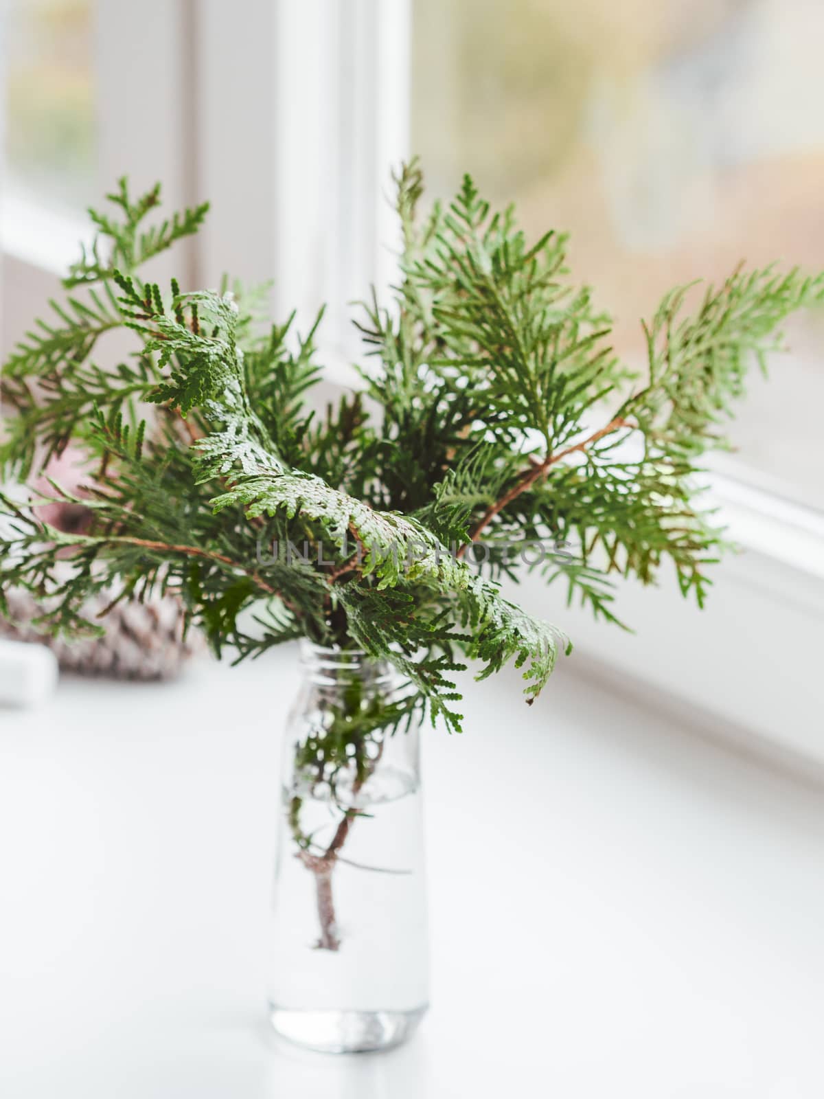 Vase with thuja branches stands on window sill. Sustainable alternative for Christmas tree. Caring for nature. Refusal to cut down spruce forests. New Year celebration.