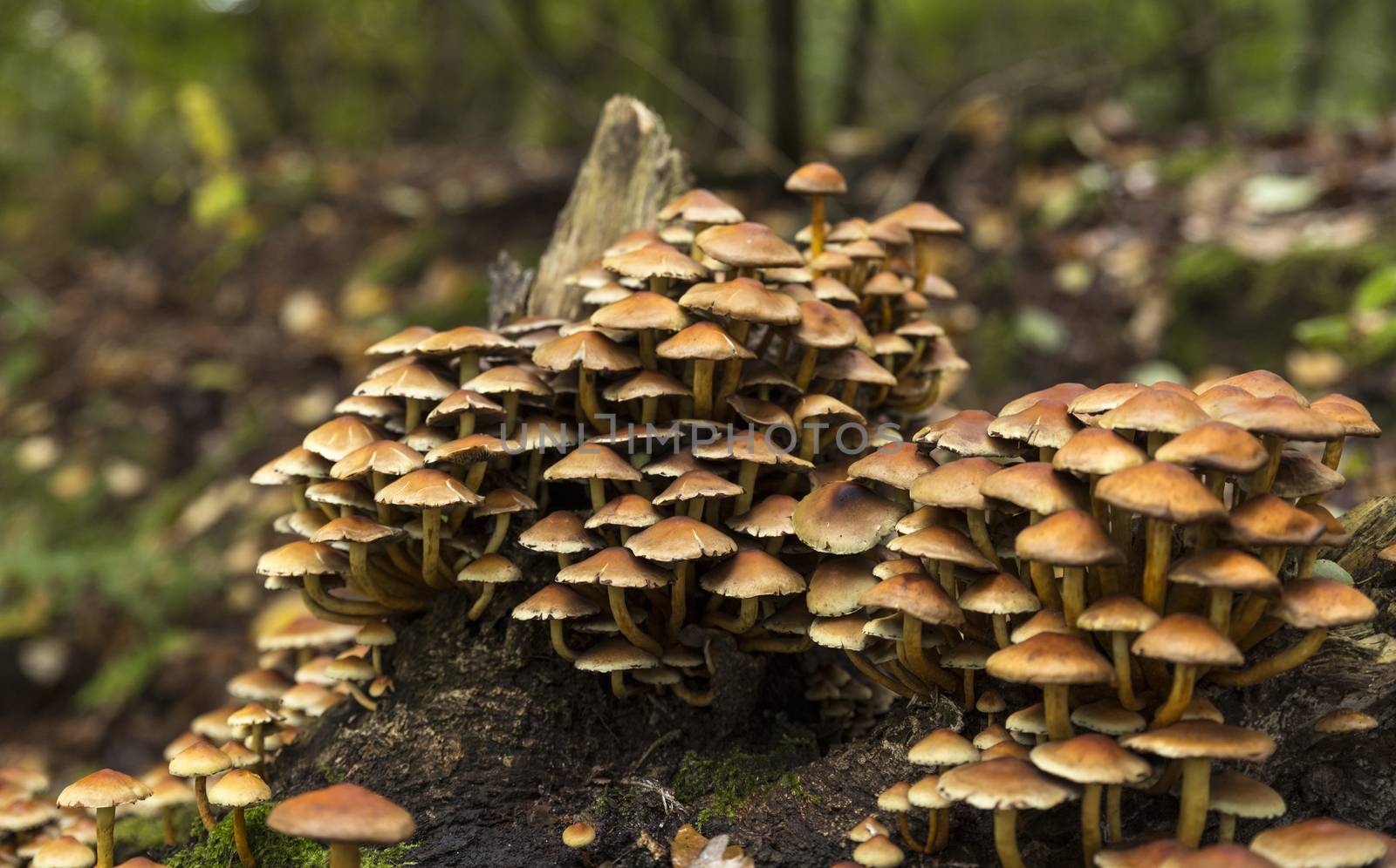 large group of mushrooms on a tree stump in the Veluwe in autumn with green moss in between