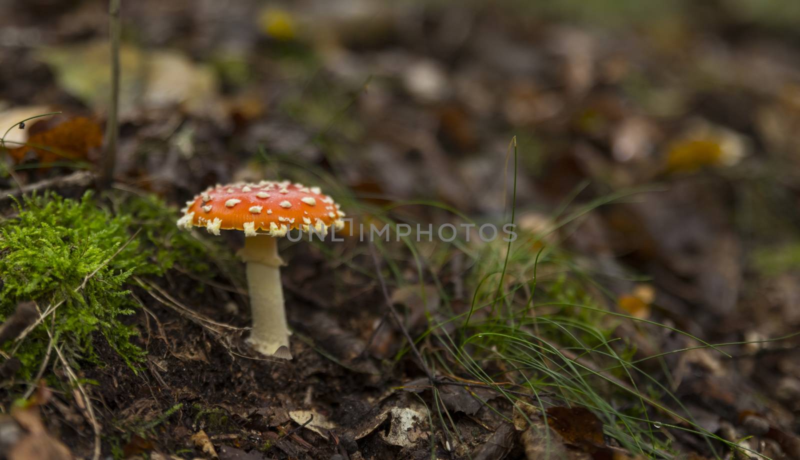 Amanita muscaria mushroom with red and white dots macro in autumn forest