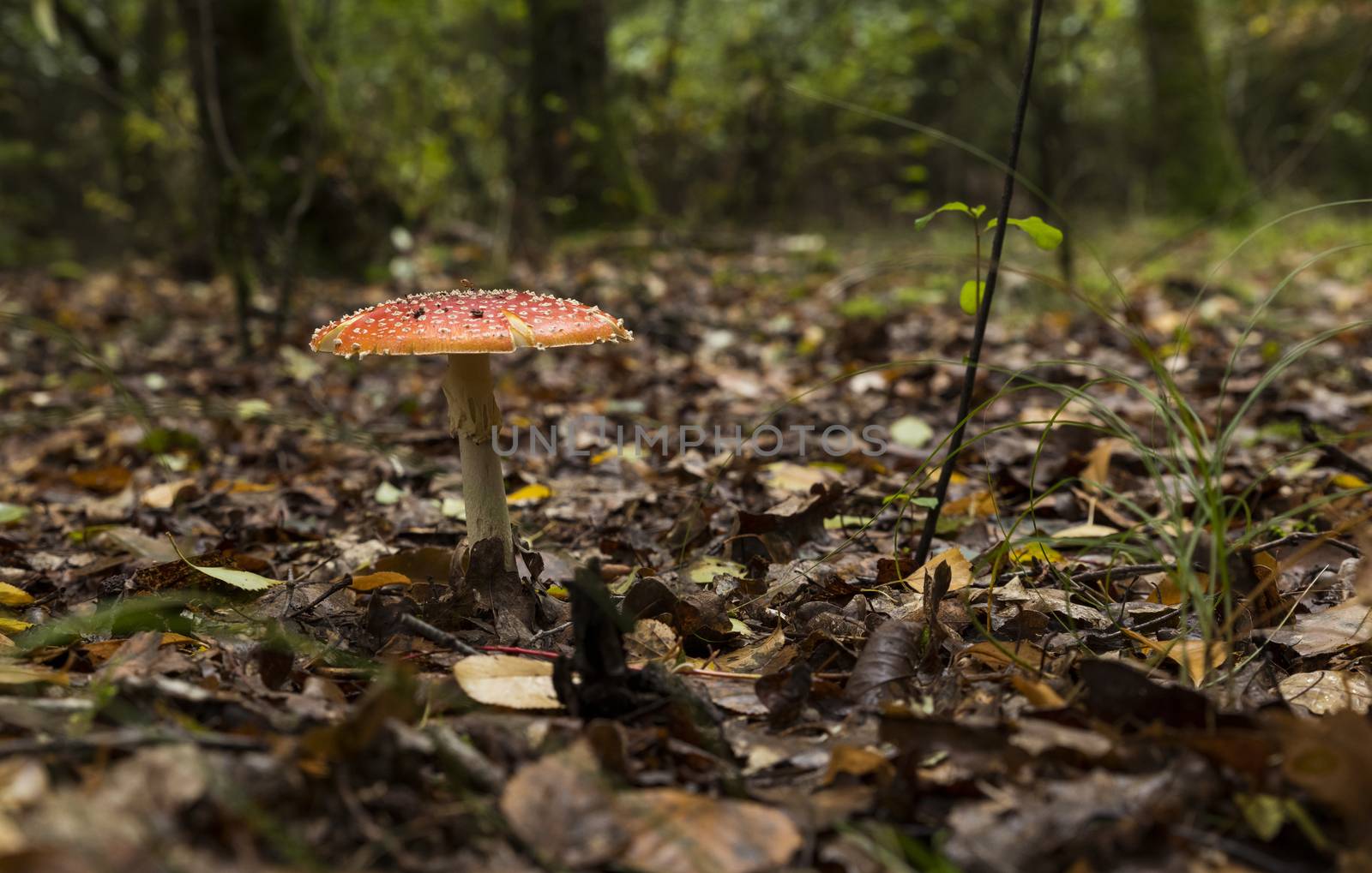 Amanita muscaria mushroom with red and white dots macro in autumn forest