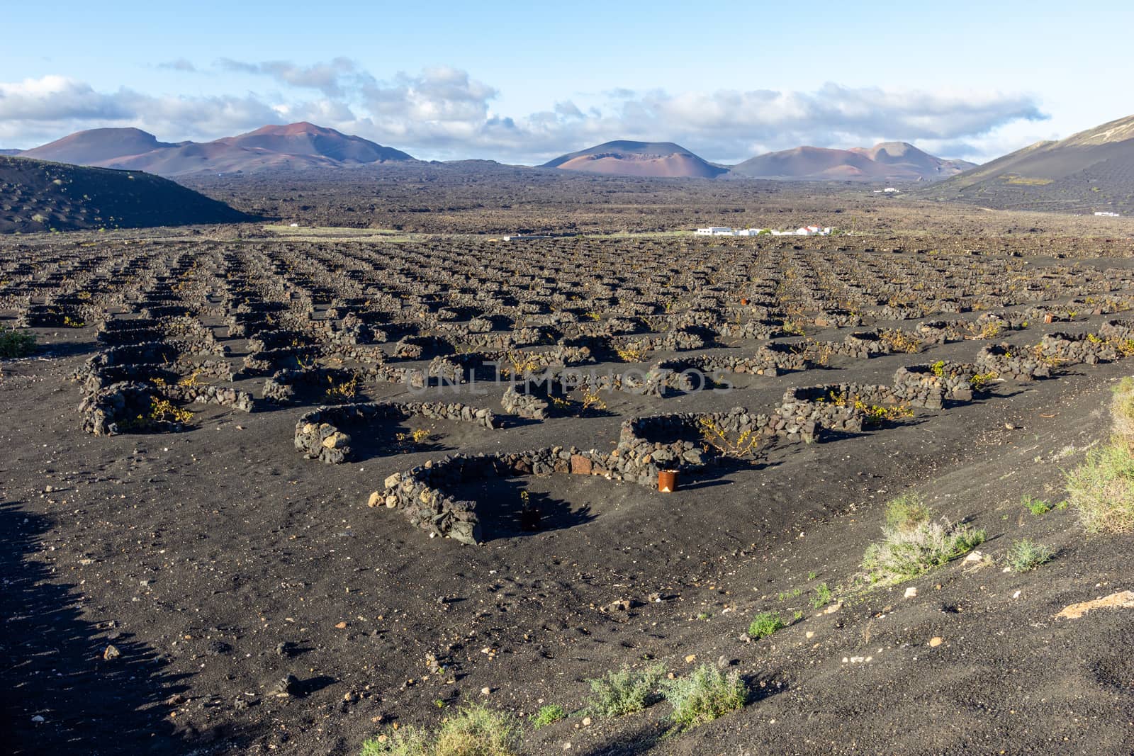 Viniculture in region La Geria on canary island Lanzarote: Vine planted in round cones in the volcanic ash surrounded with lava walls 