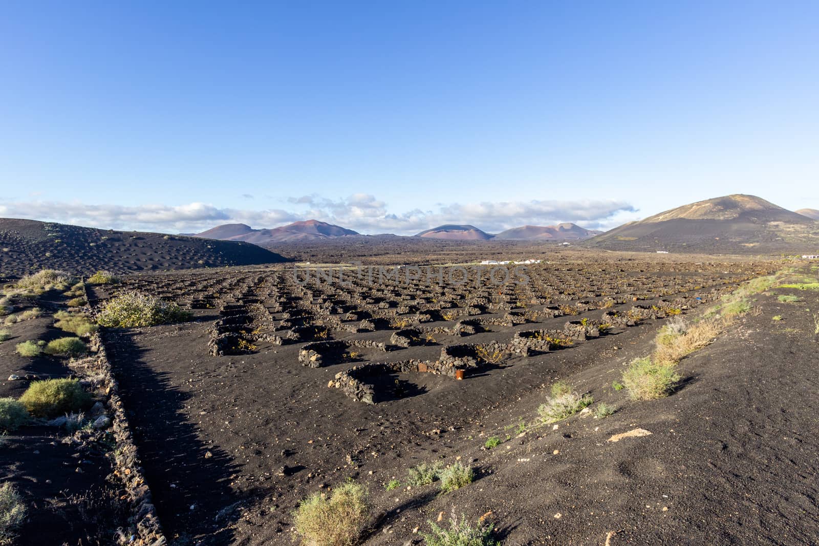 Viniculture in region La Geria on canary island Lanzarote: Vine planted in round cones in the volcanic ash surrounded with lava walls 