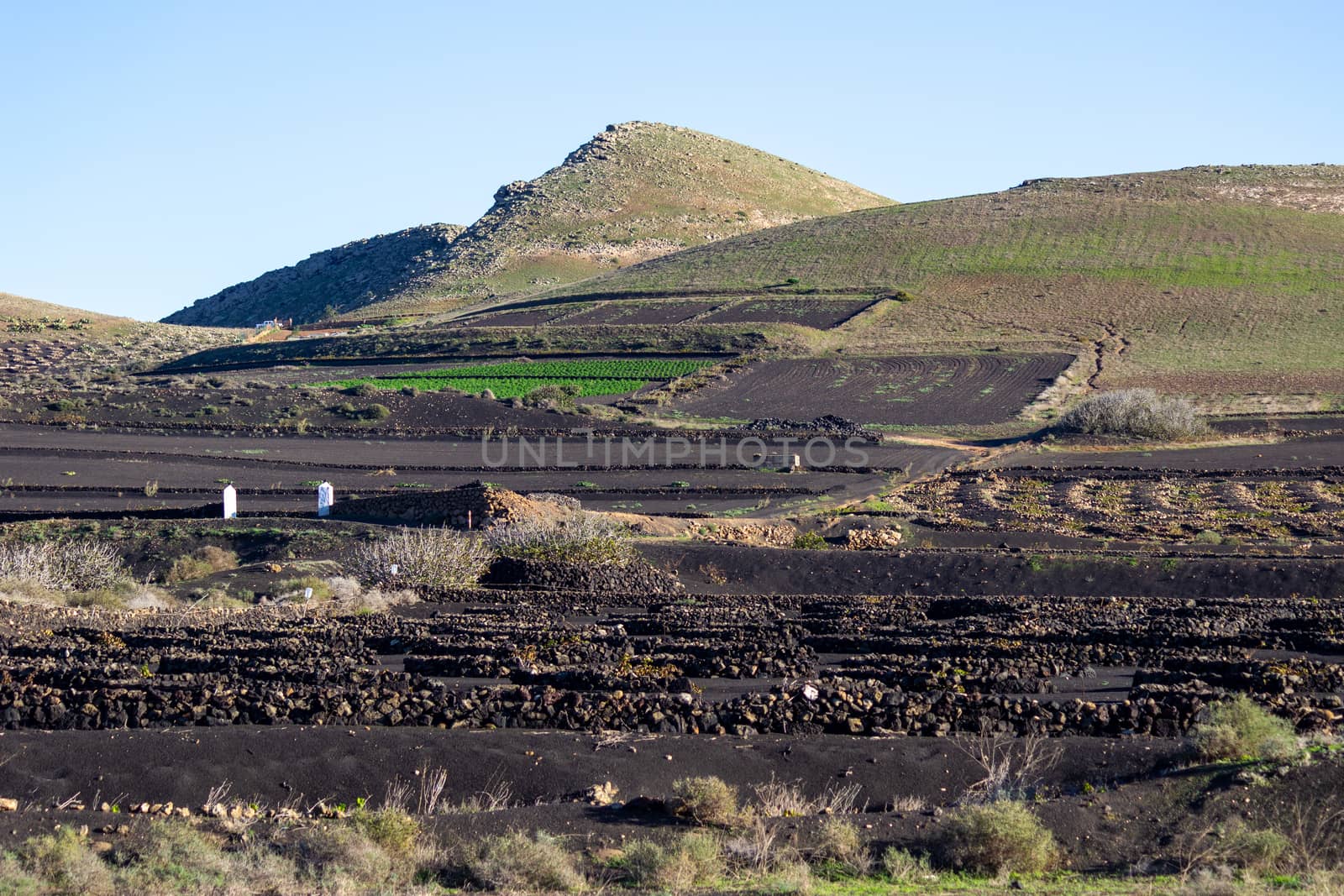 Viniculture in region La Geria on canary island Lanzarote: Vine planted in round cones in the volcanic ash surrounded with lava walls 