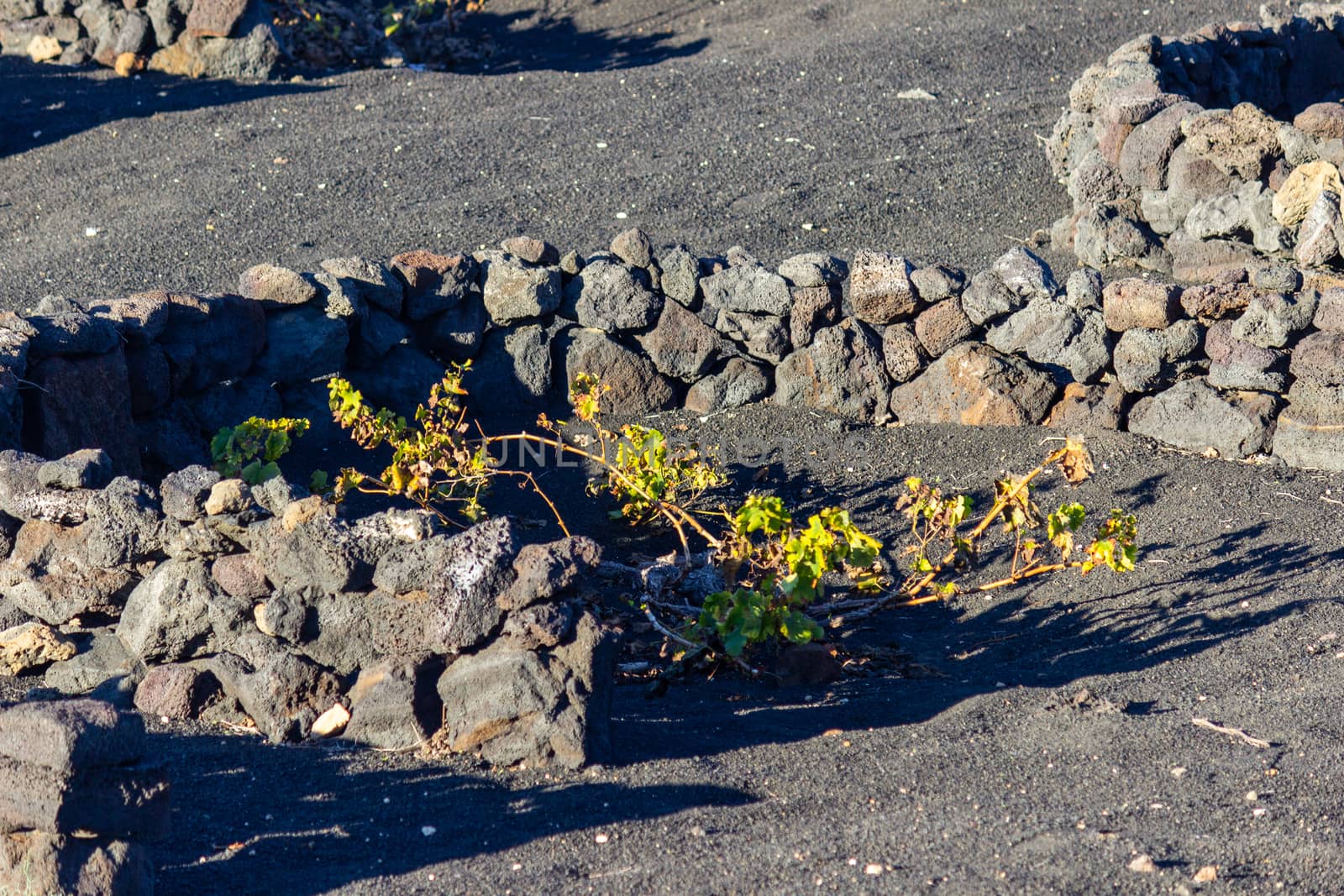 Viniculture in region La Geria on canary island Lanzarote: Vine planted in round cones in the volcanic ash surrounded with lava walls 