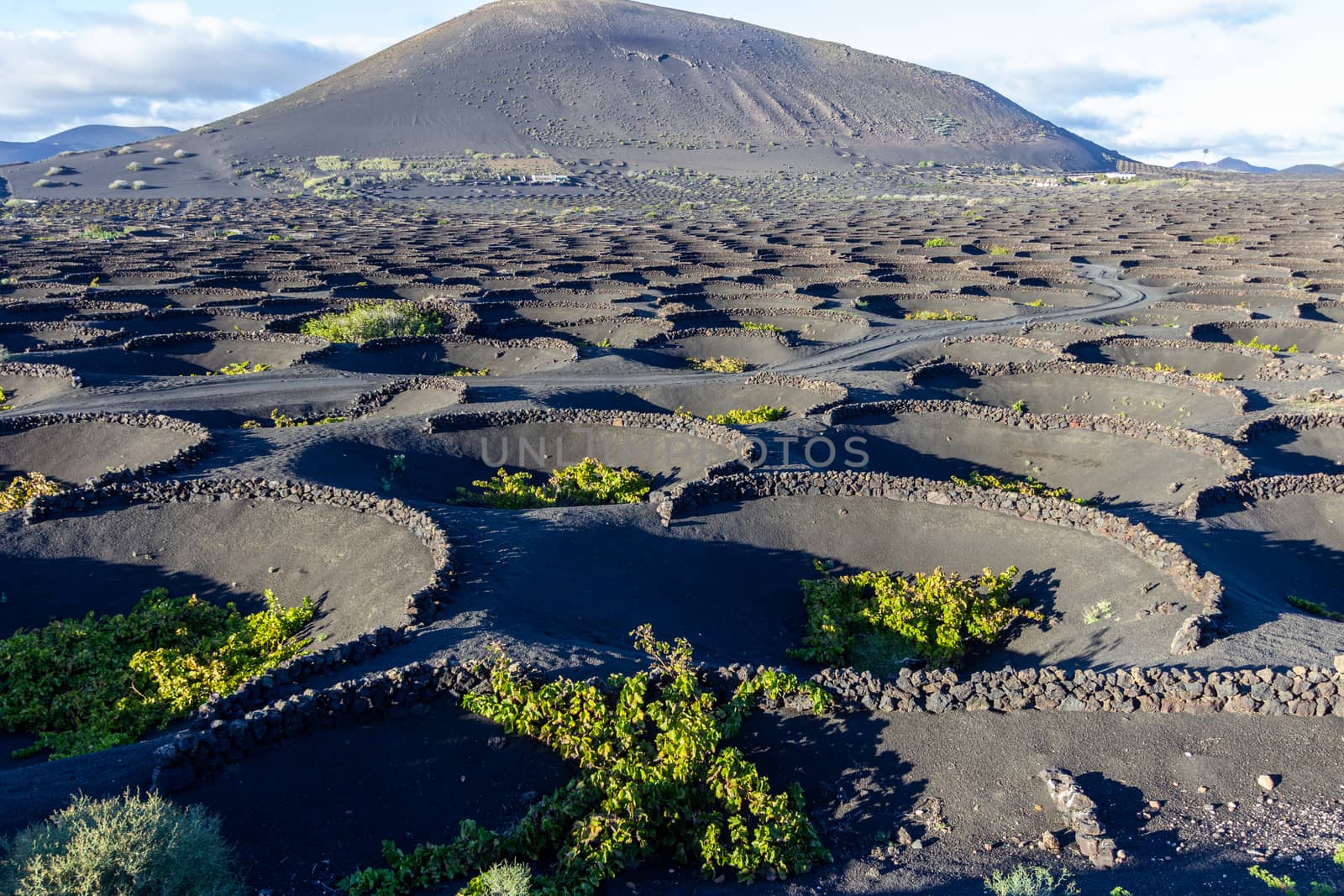 Viniculture in region La Geria on canary island Lanzarote: Vine  by reinerc