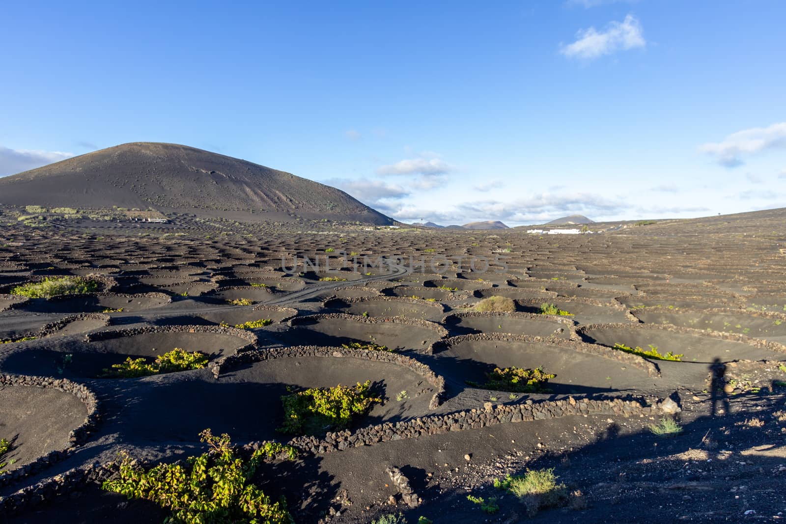 Viniculture in region La Geria on canary island Lanzarote: Vine planted in round cones in the volcanic ash surrounded with lava walls 