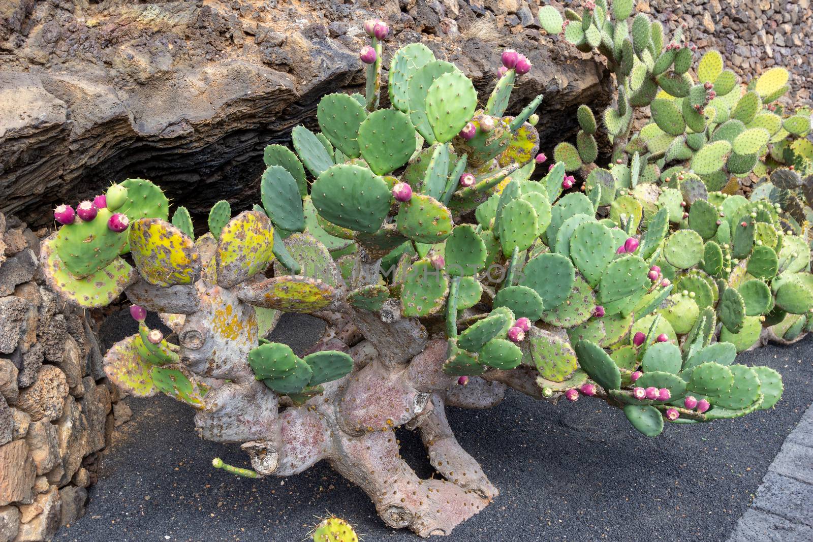 Prickly pear cactus (opuntia) with red fruits in Jardin de Cactus by Cesar Manrique on canary island Lanzarote, Spain