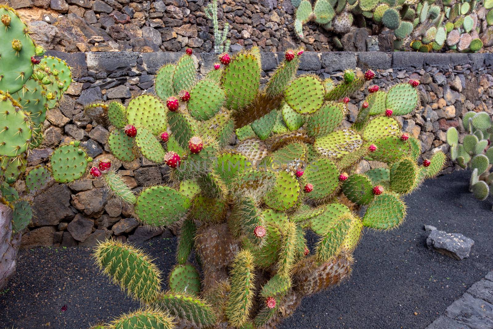 Prickly pear cactus (opuntia) with red fruits in Jardin de Cactu by reinerc