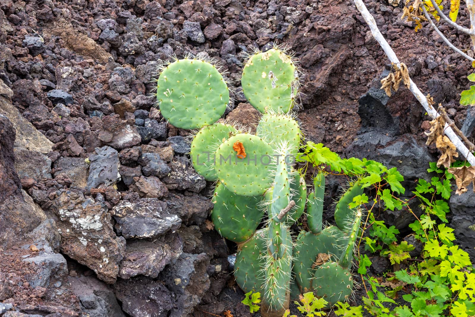 Prickly pear cactus in Timanfaya Nationalpark on canary island Lanzarote, Spain