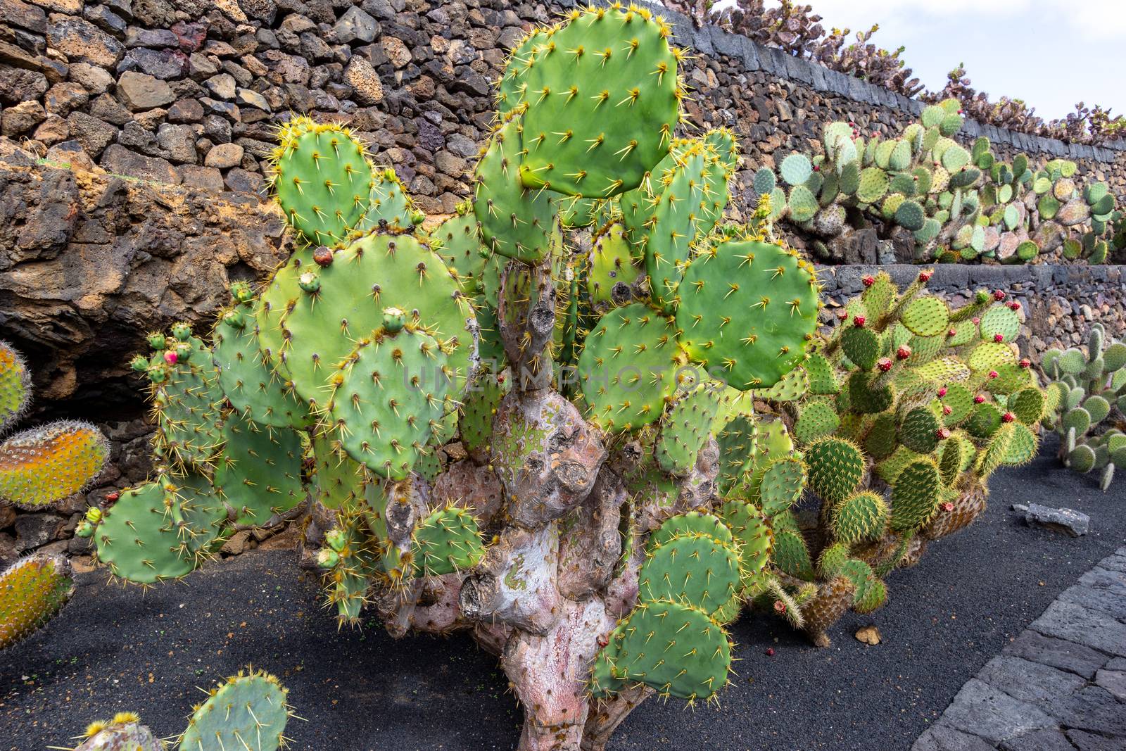 Prickly pear cactus (opuntia) with red fruits in Jardin de Cactus by Cesar Manrique on canary island Lanzarote, Spain