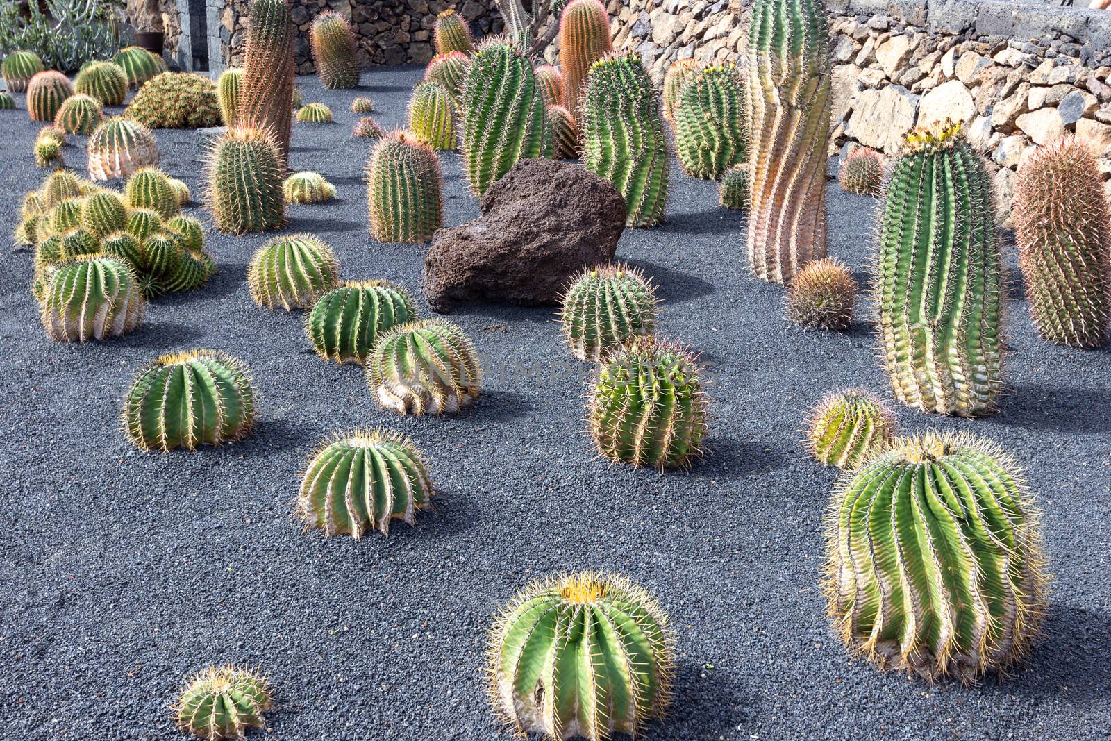 Different types of cactus in Jardin de Cactus by Cesar Manrique  by reinerc
