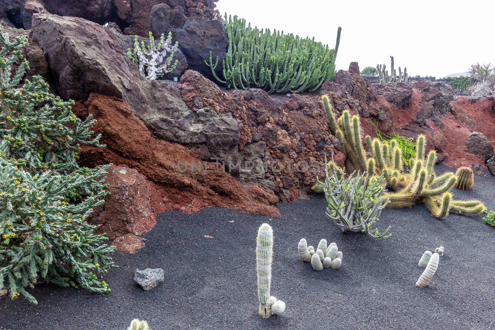 Different types of cactus in Jardin de Cactus by Cesar Manrique on canary island Lanzarote, Spain