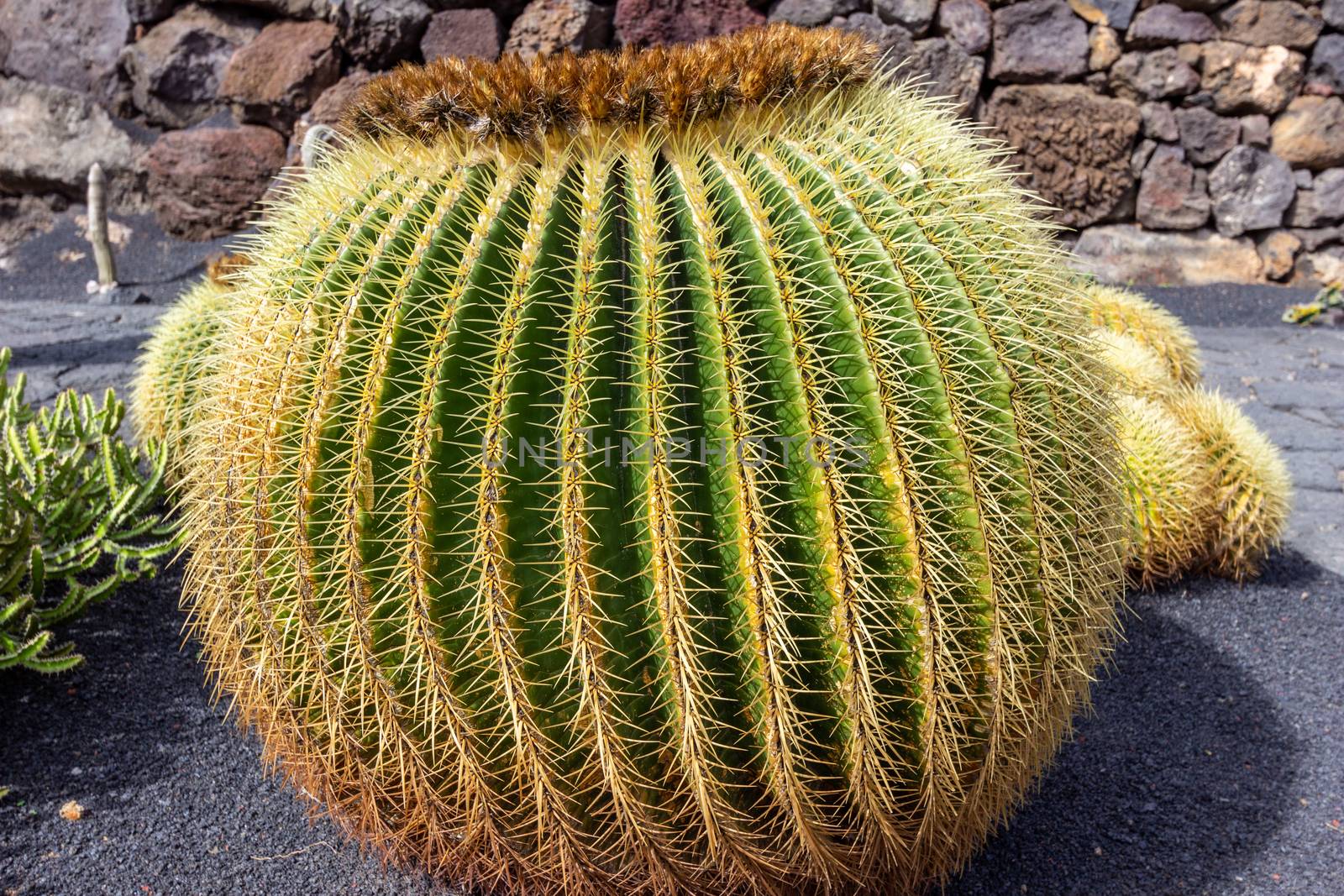 Golden barrel cactus  in Jardin de Cactus by Cesar Manrique on canary island Lanzarote, Spain
