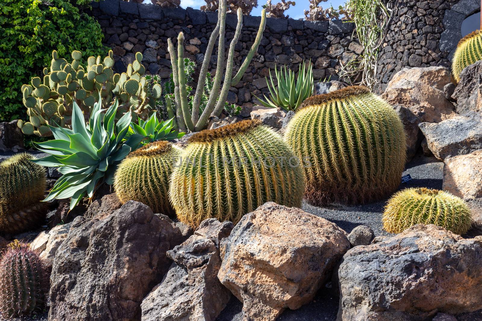 Different types of cactus in Jardin de Cactus by Cesar Manrique  by reinerc