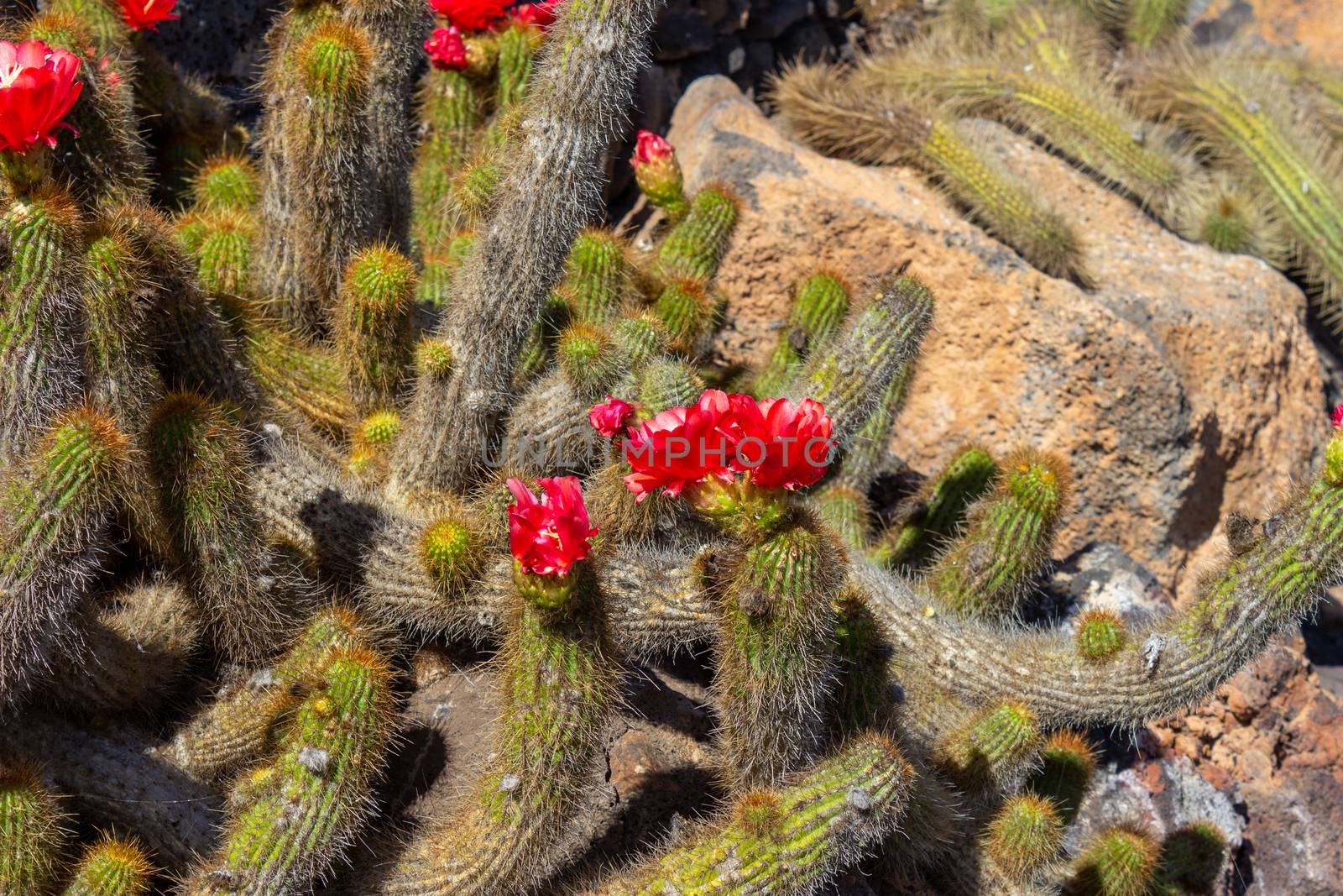 Cactus with red blossom in Jardin de Cactus by Cesar Manrique on canary island Lanzarote, Spain