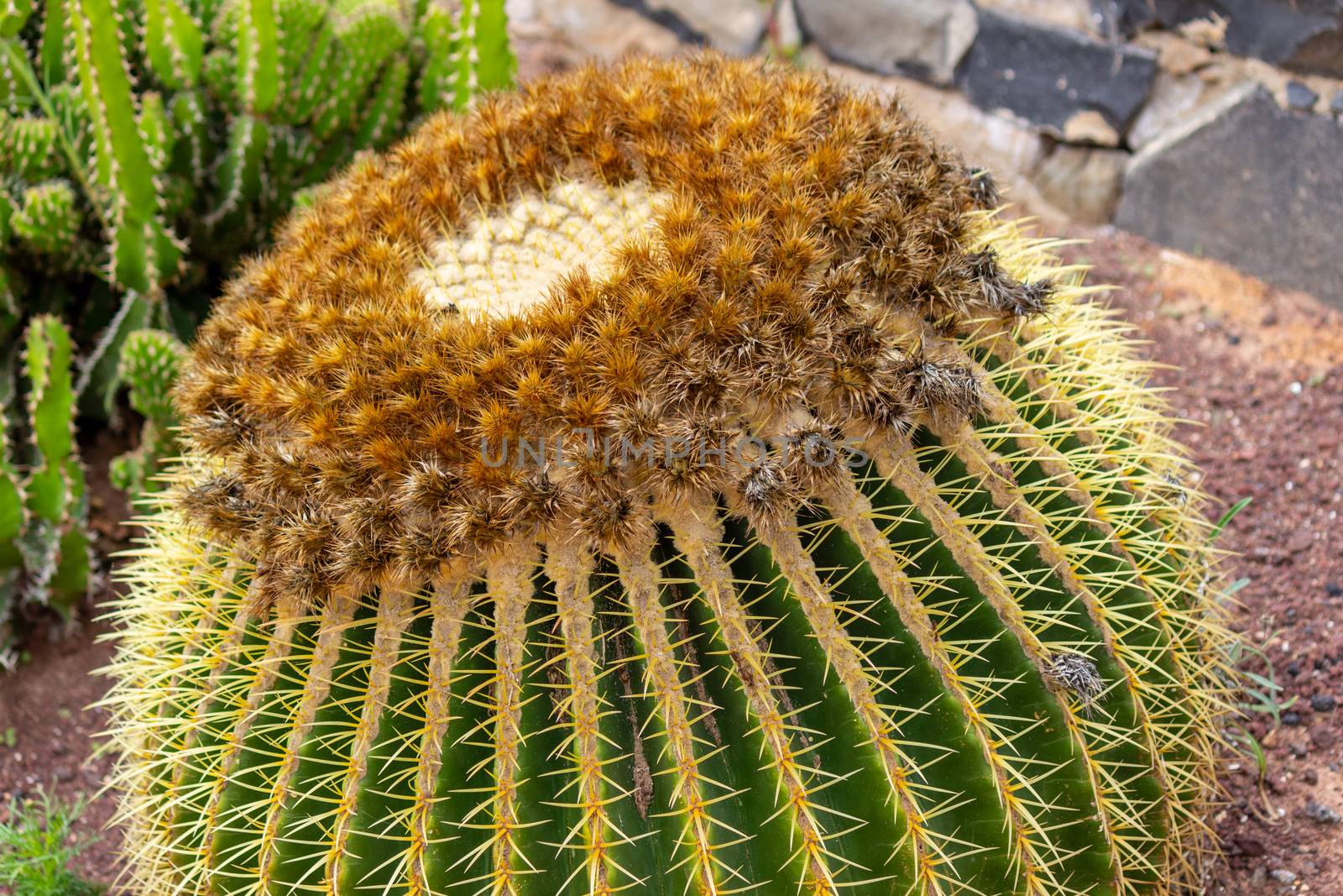 Close up of Golden barrel cactus in Betancuria on canary island  by reinerc