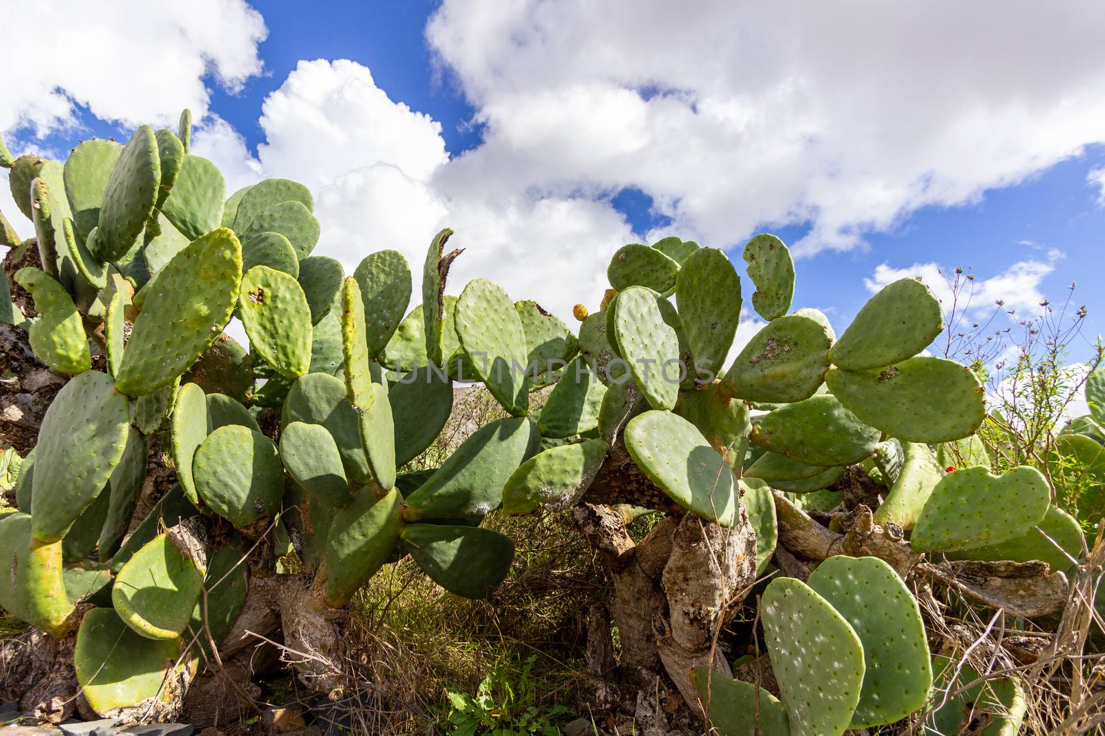Close up of prickly pear cactus in Betancuria on canary island Fuerteventura, Spain