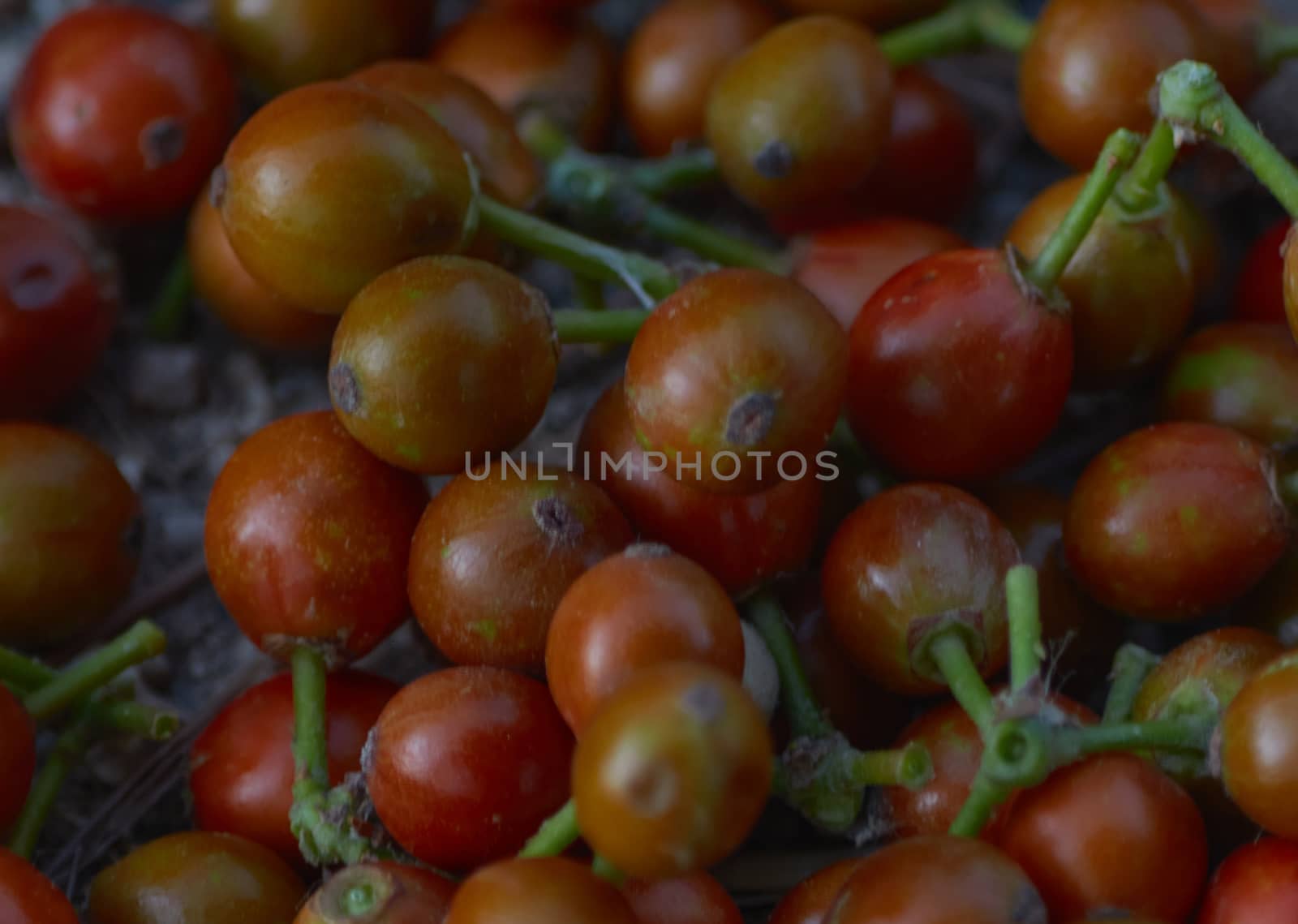 wild red berries by SoniaKarelitz