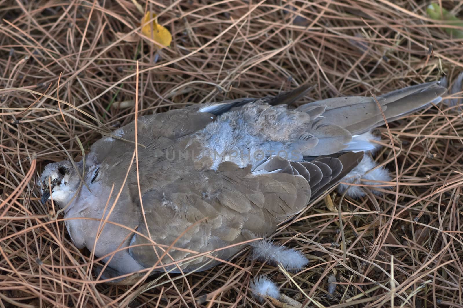 A dead dove lying on a pine forest
