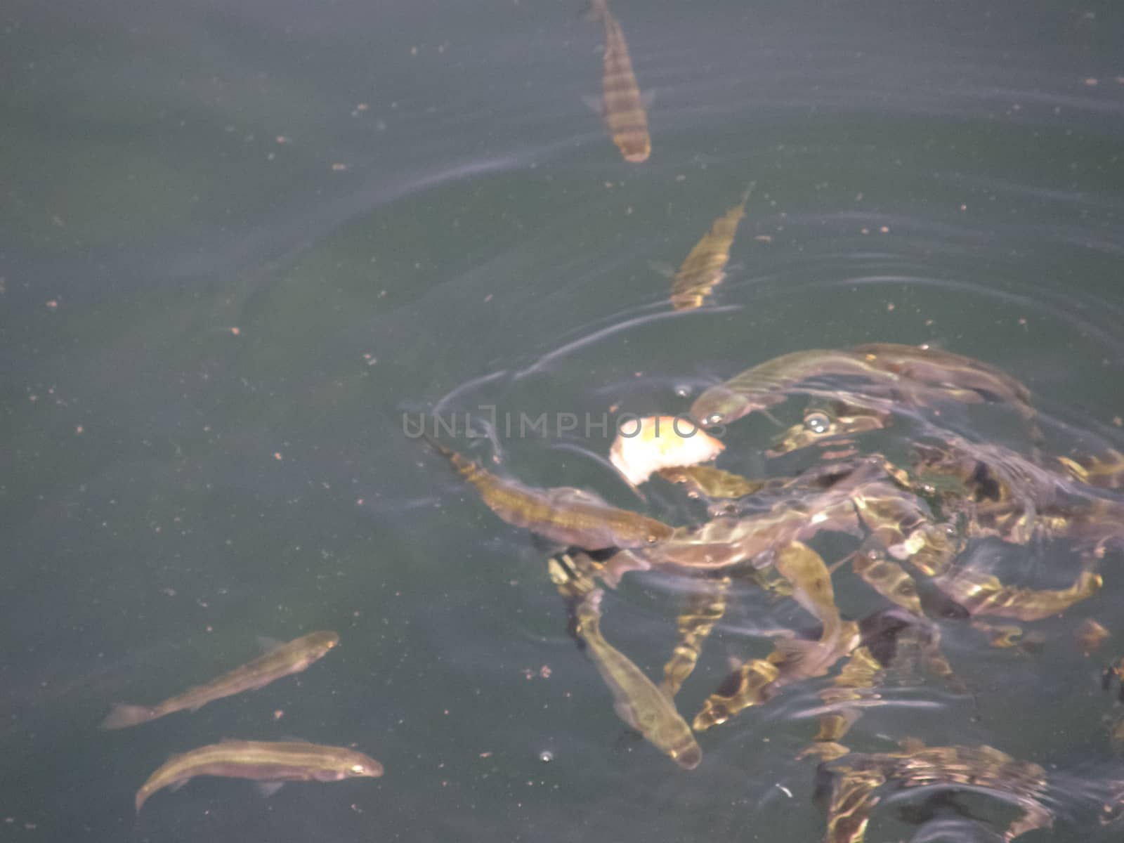 The fish are eating bread thrown into the water.