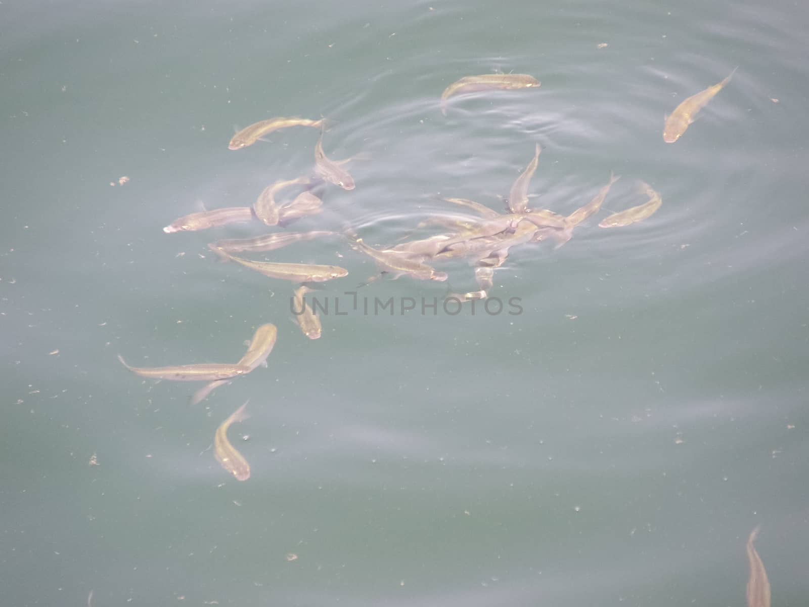 fish are eating bread thrown into the water. by DePo